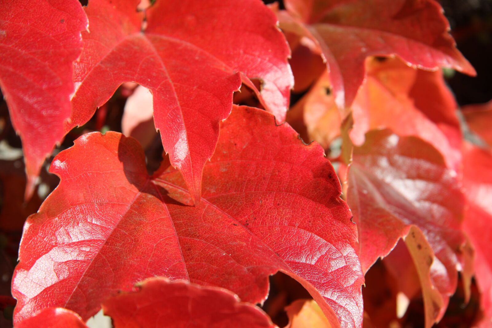 Canon EOS 50D sample photo. Leaves, autumn, red photography