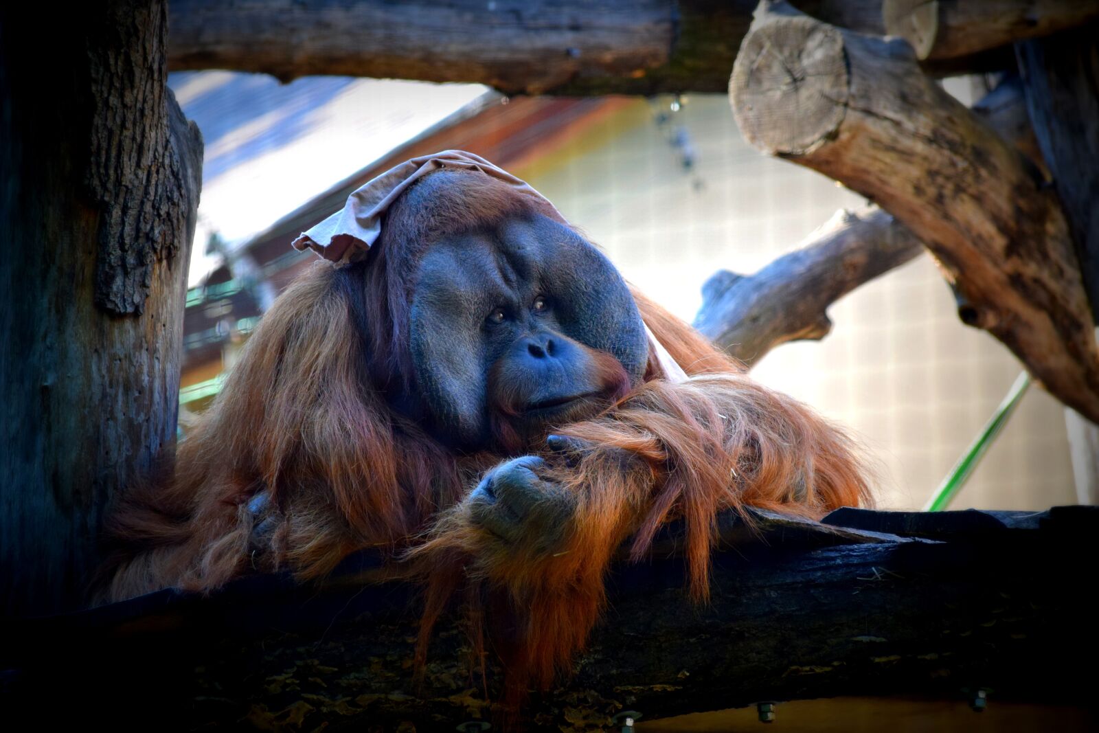 Nikon D3300 sample photo. Monkey, zoo, watch photography