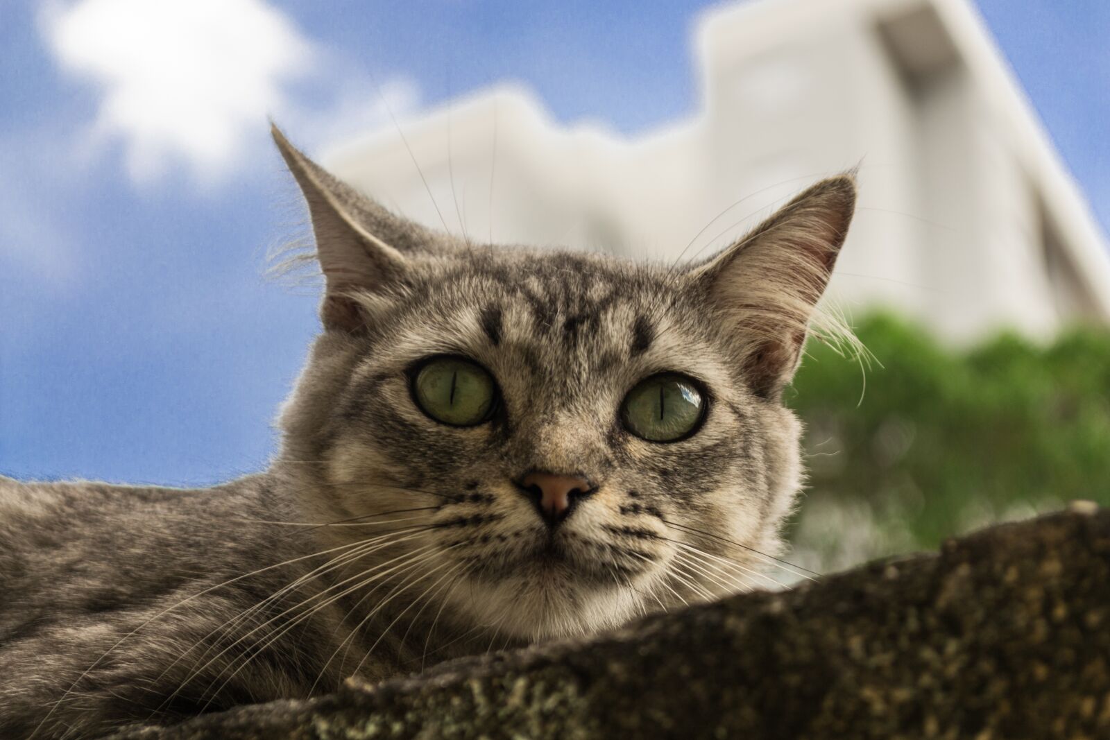 Nikon D3100 sample photo. Cat, pet, animal photography