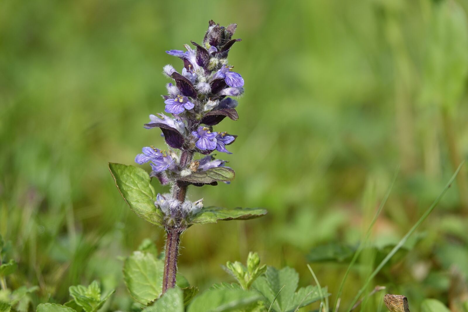 Sony Cyber-shot DSC-RX10 IV sample photo. Pointed flower, violet, geneva photography