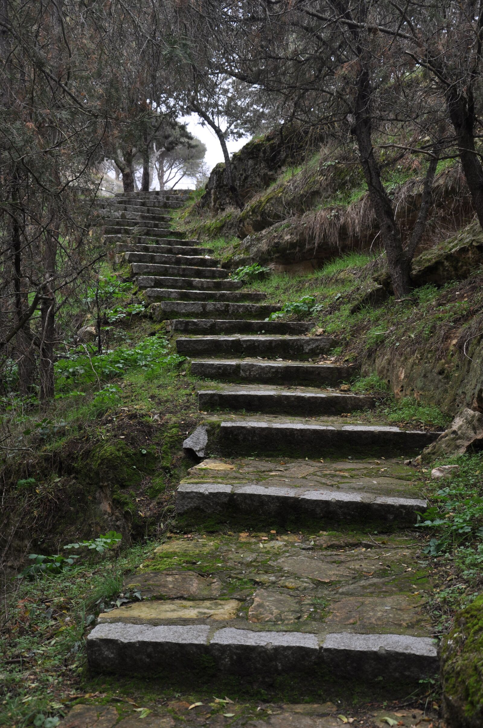 Nikon D90 sample photo. Stairs, forest, nature photography