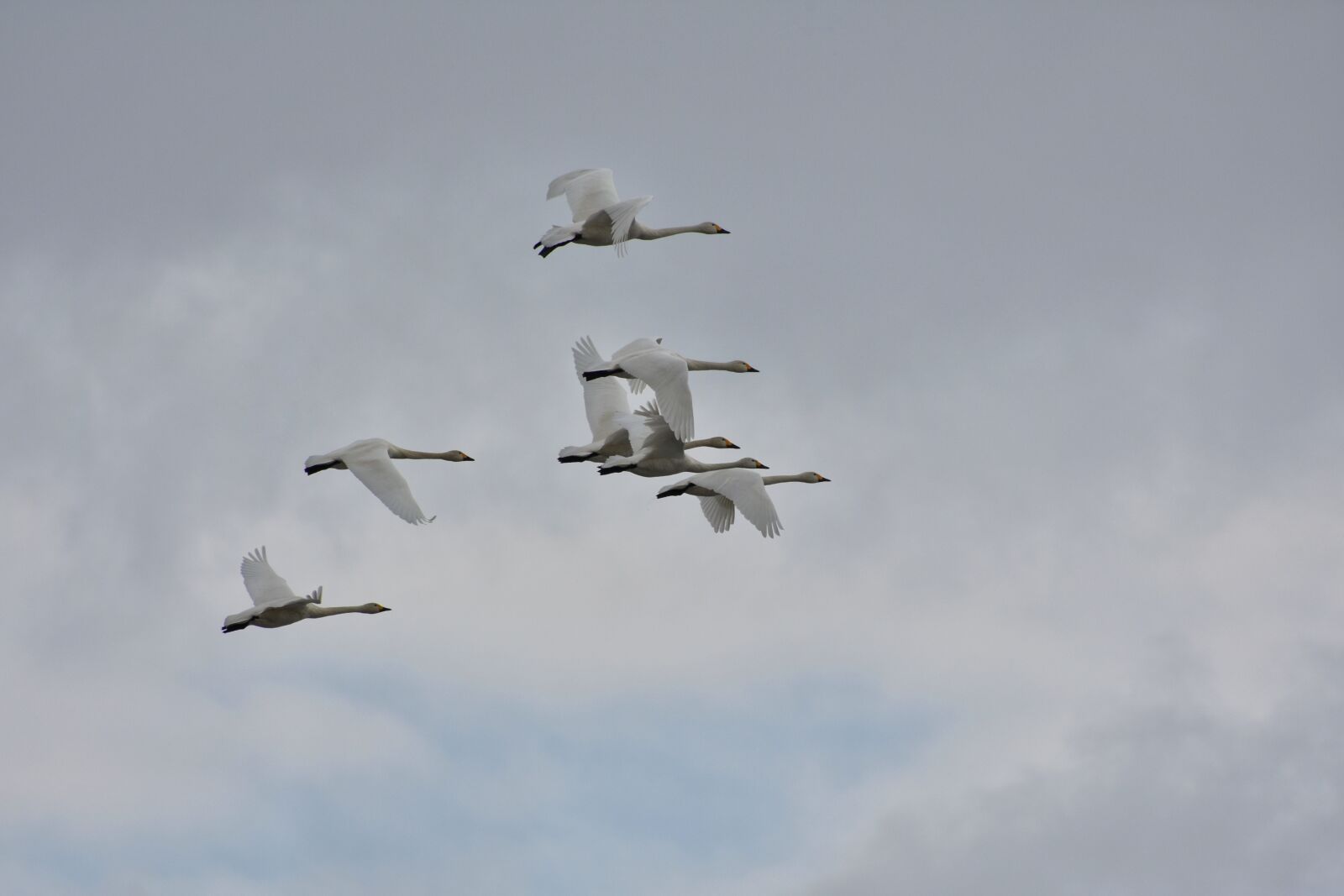 Nikon D7200 sample photo. Animal, sky, cloud photography