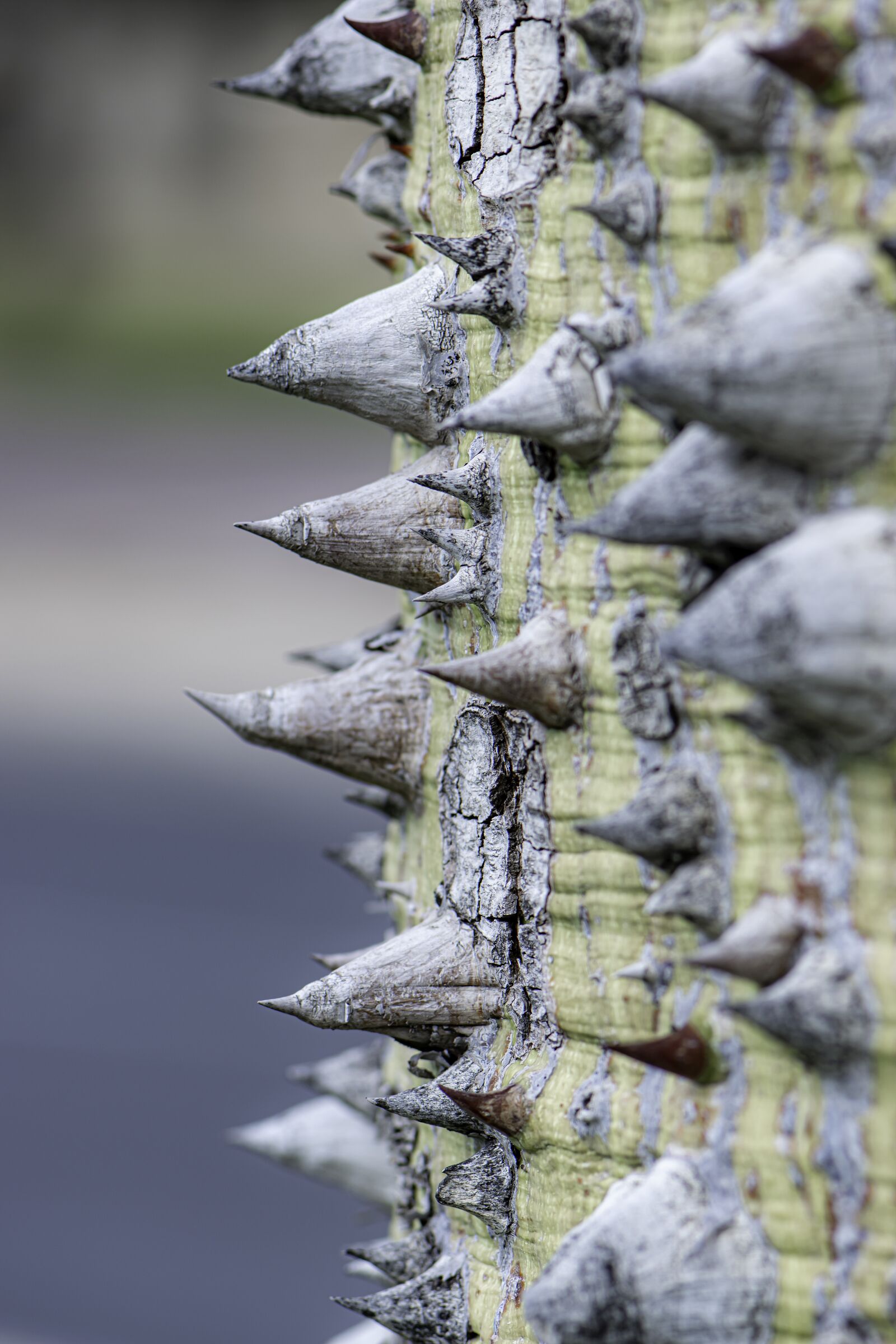 Nikon D5600 sample photo. Bark, tree, spines photography