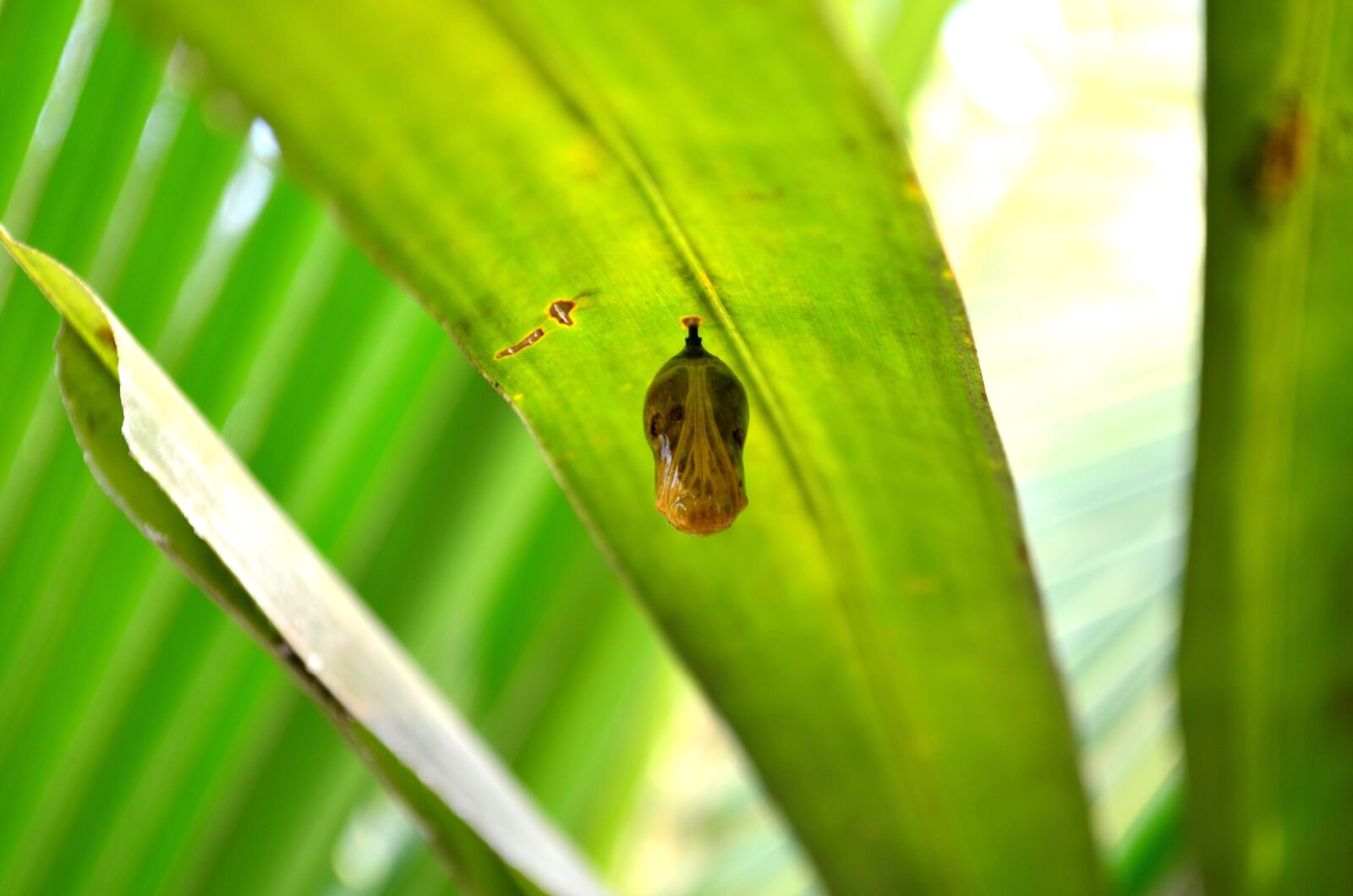 Nikon D5100 sample photo. Butterfly, insect, arthropod, leaf photography