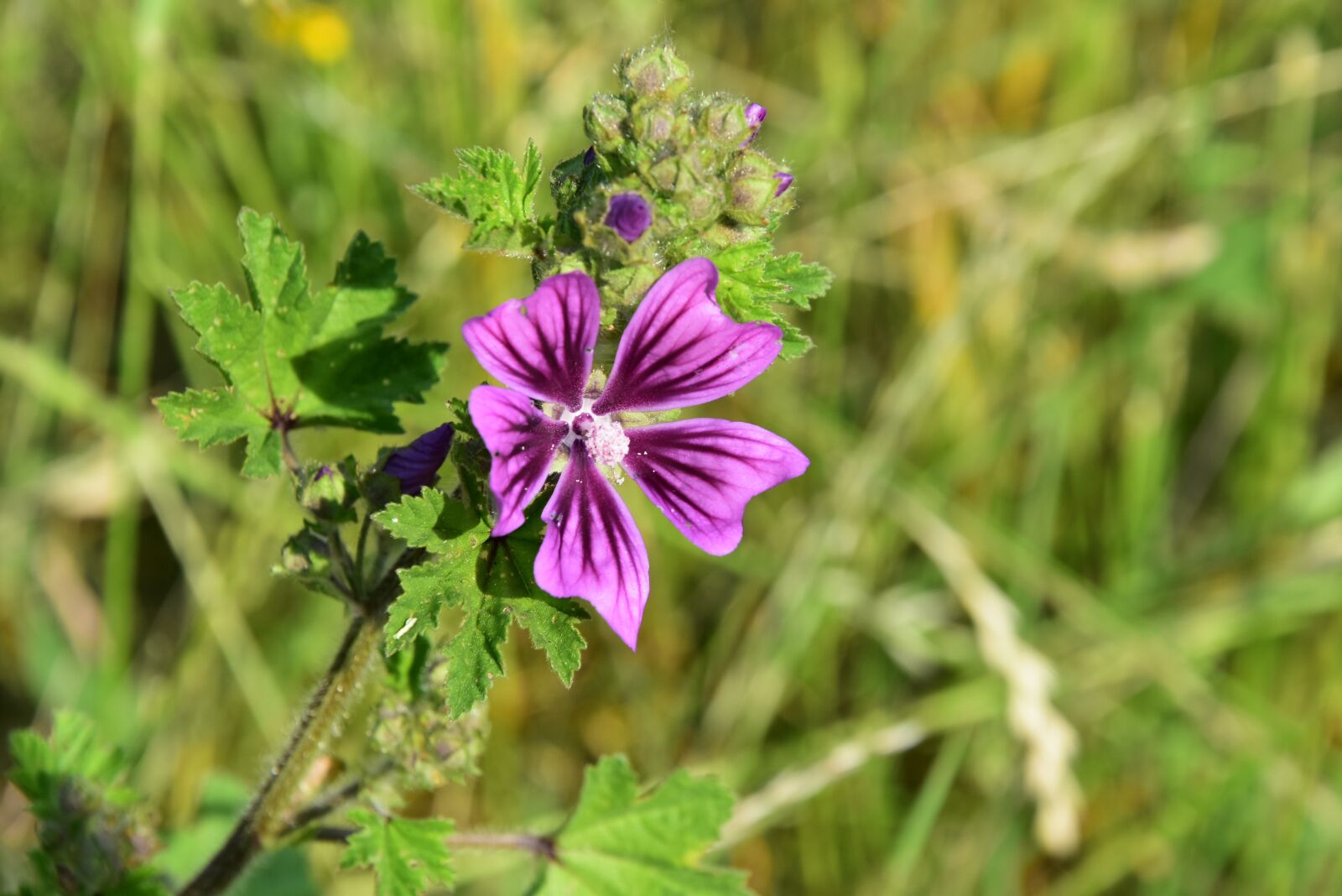 Nikon D5500 sample photo. Pasture, flower, purple photography