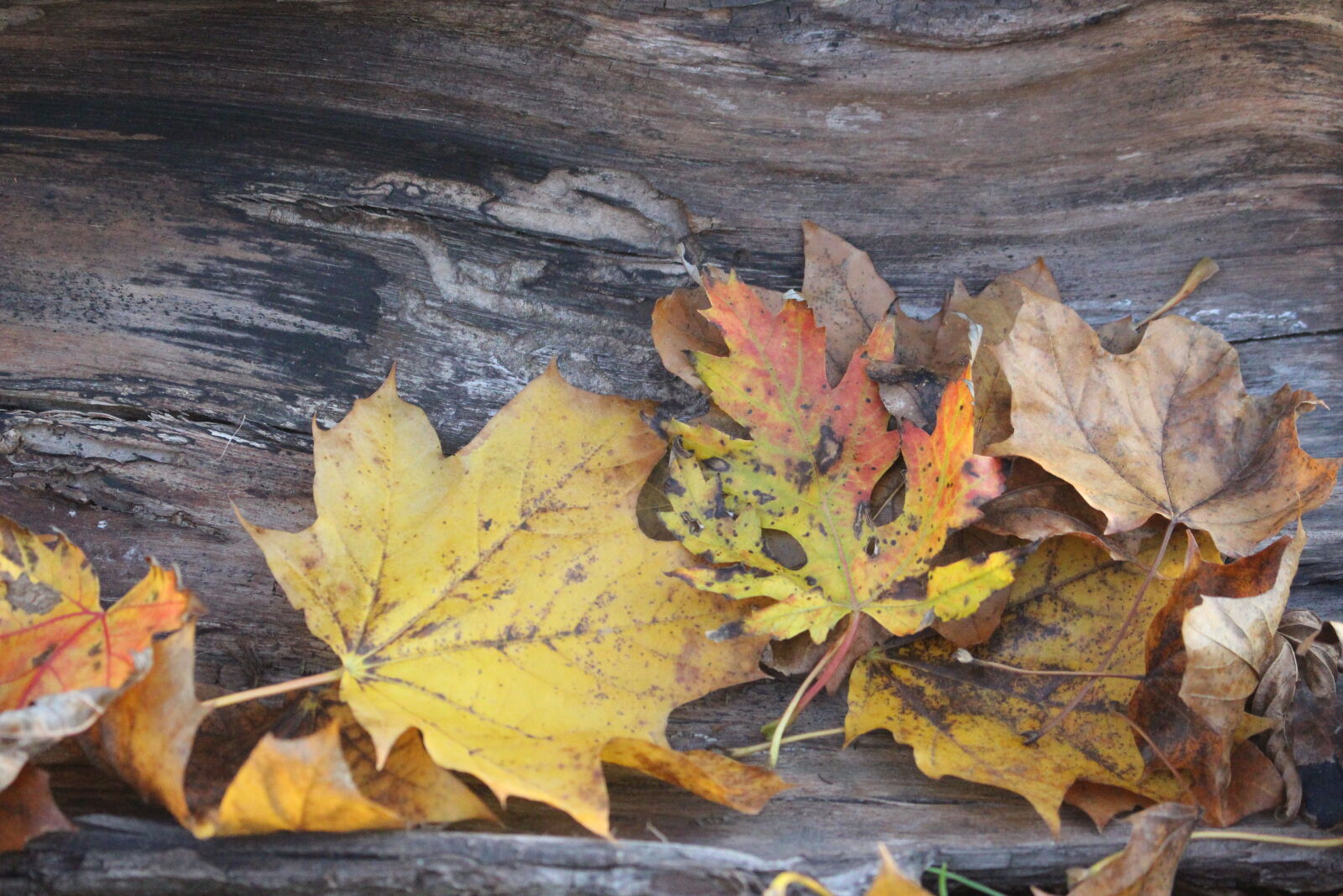 Canon EOS 700D (EOS Rebel T5i / EOS Kiss X7i) sample photo. Autumn, leaves photography