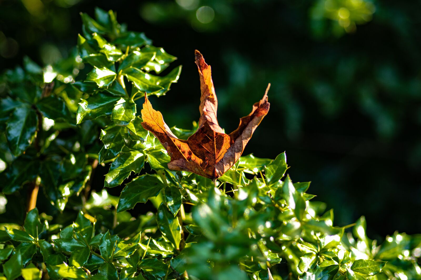 Canon EOS 80D sample photo. "Fall foliage, leaf, autumn" photography
