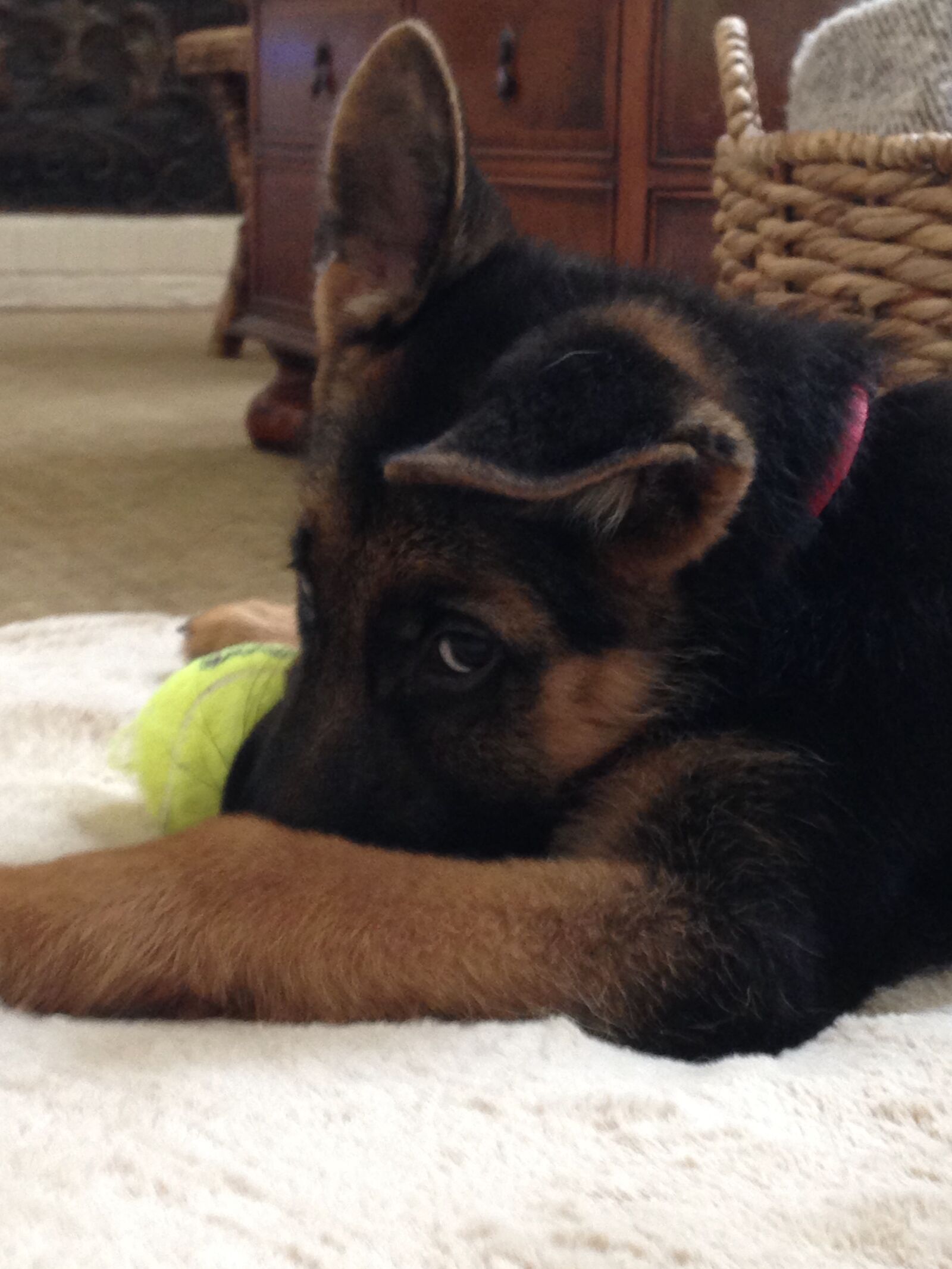 iPhone 5c back camera 4.12mm f/2.4 sample photo. German shepherd, puppy, cute photography
