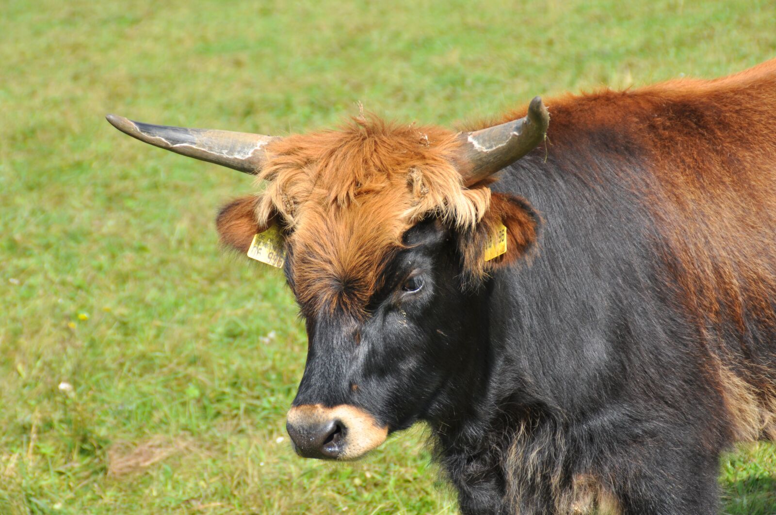 Nikon D90 sample photo. Aurochs, animal, horns photography