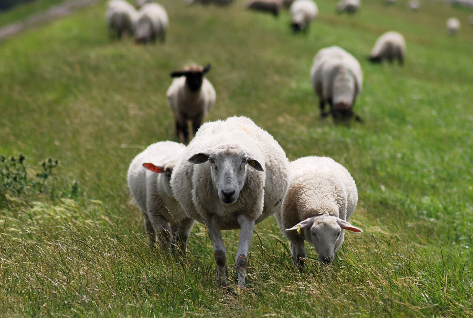Nikon D60 sample photo. Sheep, dike, dike sheep photography