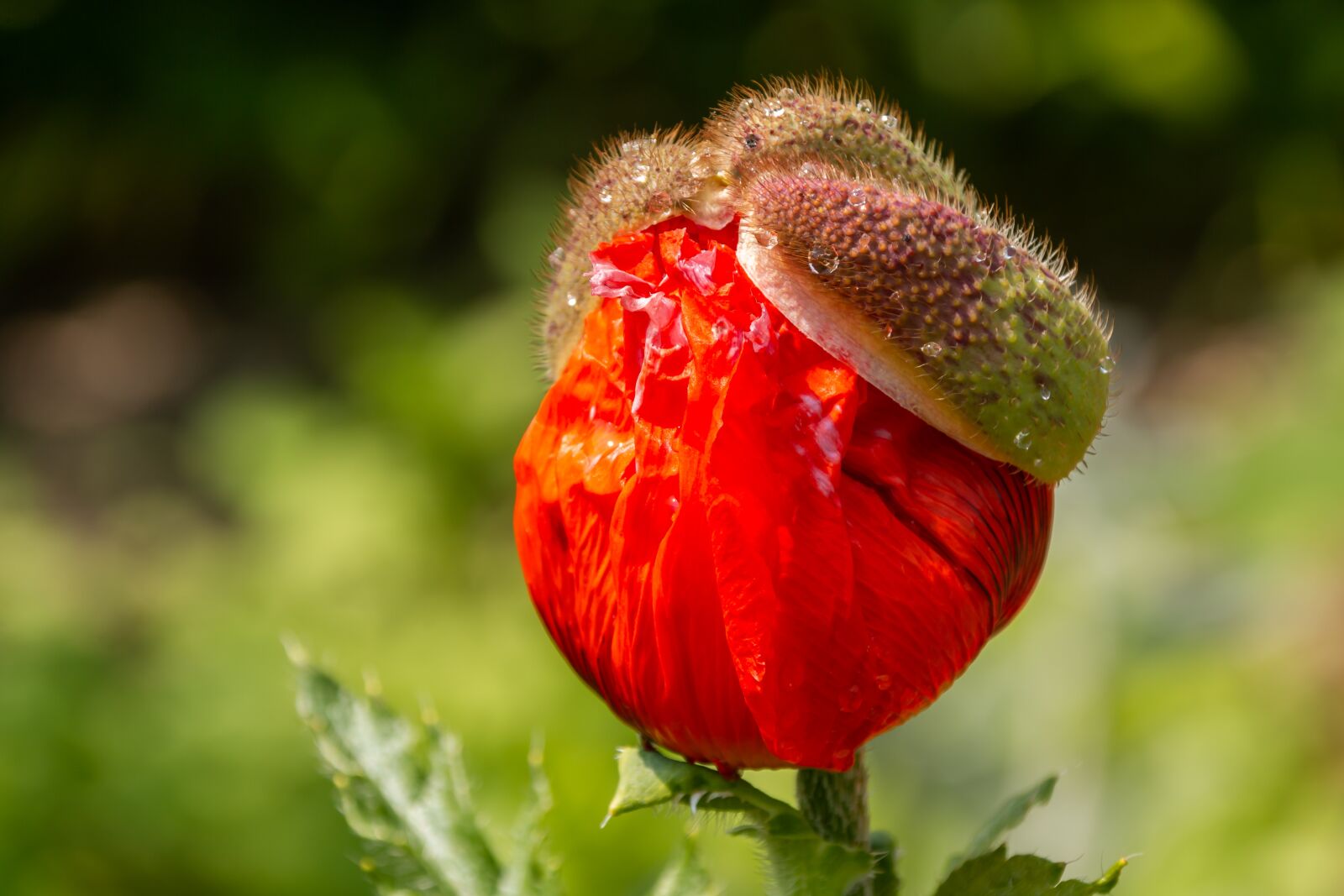 Canon EOS 70D sample photo. Poppy, red, poppy flower photography