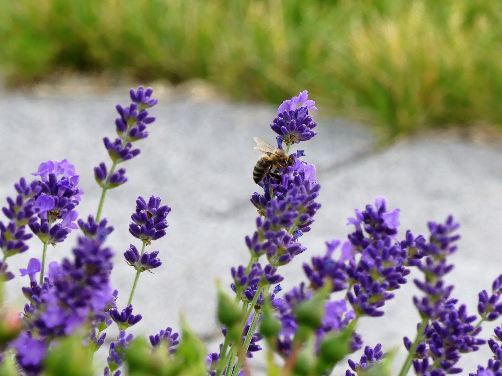 Panasonic Lumix DMC-FZ300 sample photo. Flower, bee, summer photography