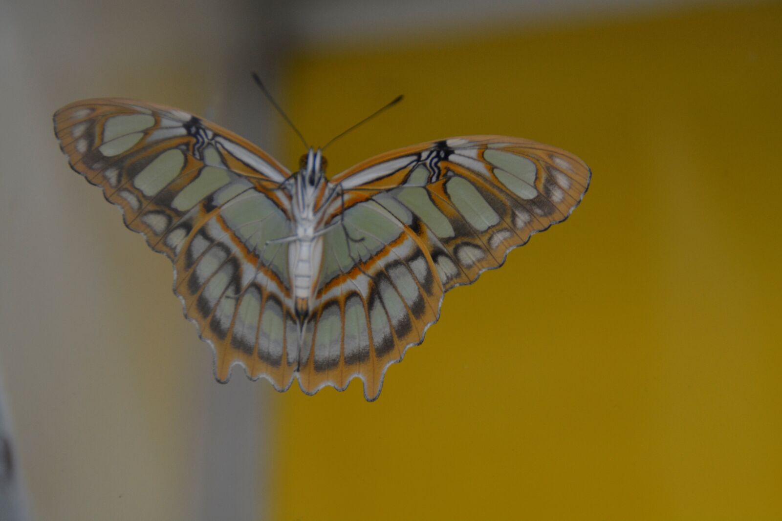 Nikon D5200 sample photo. Tropical, butterfly, yellow photography