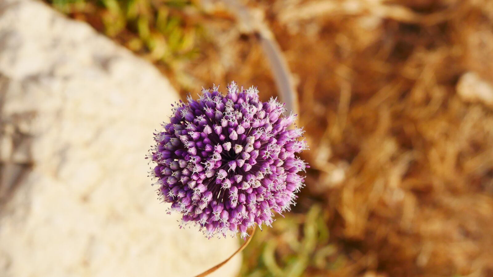 Panasonic Lumix DMC-GX85 (Lumix DMC-GX80 / Lumix DMC-GX7 Mark II) sample photo. Plant, nature, blossom photography