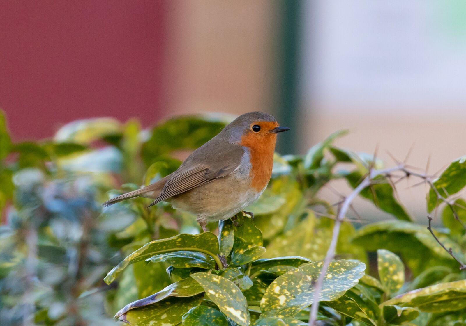Canon EOS 7D Mark II sample photo. Robin redbreast in tree photography
