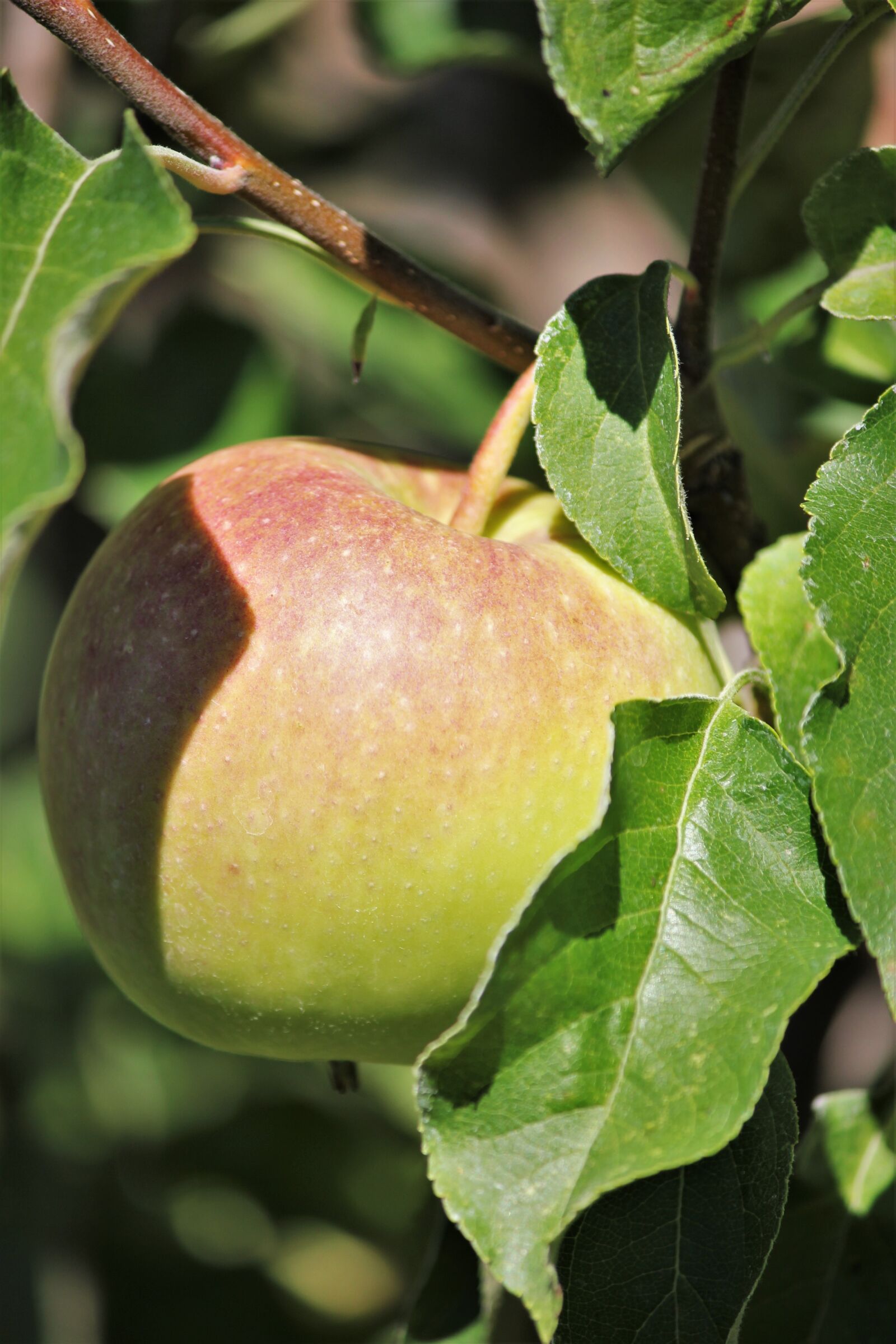 Canon EOS 550D (EOS Rebel T2i / EOS Kiss X4) sample photo. Apple, fruit, healthy photography