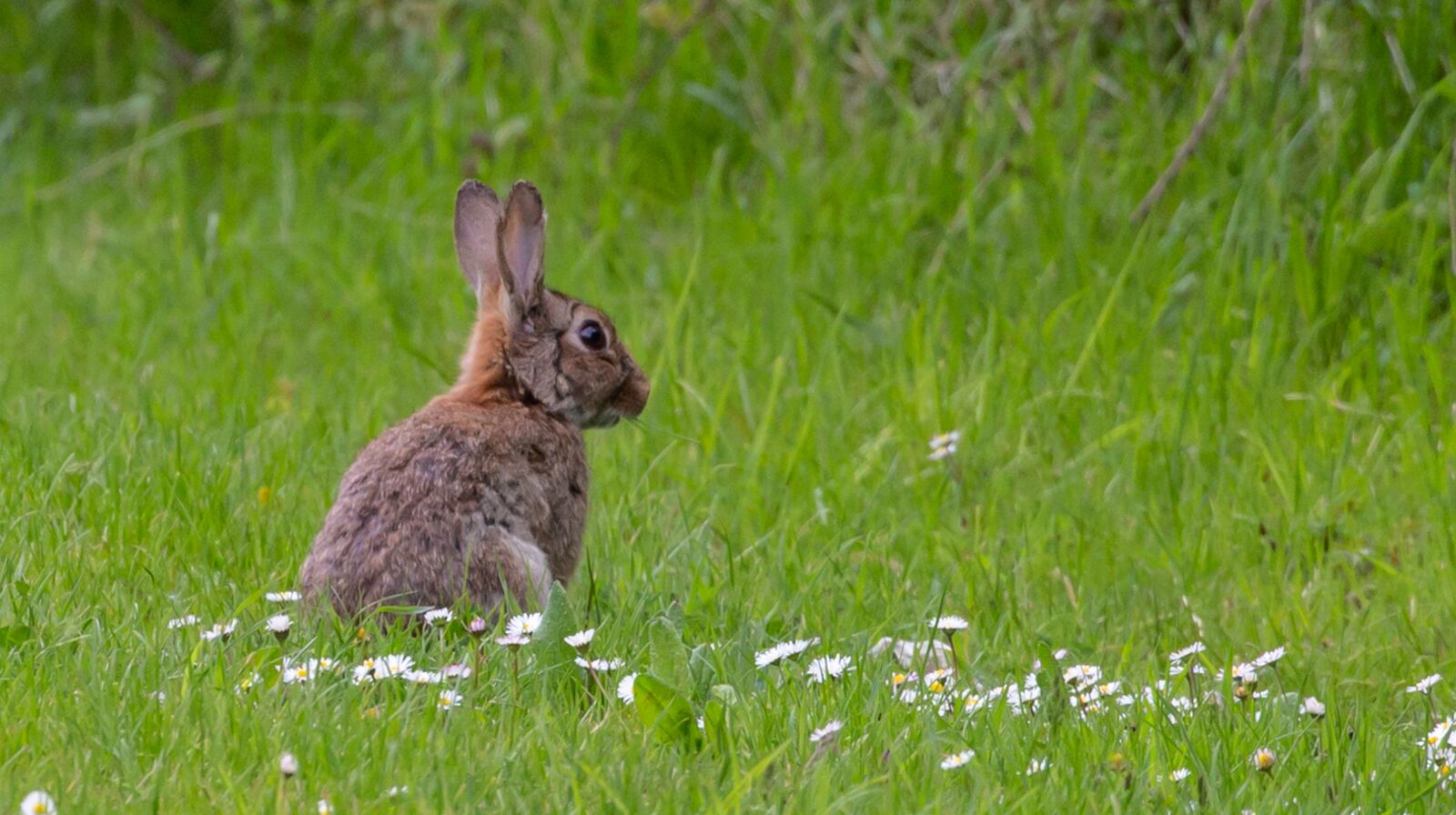 Canon EOS 5D Mark III sample photo. Wild rabbit in daisy photography