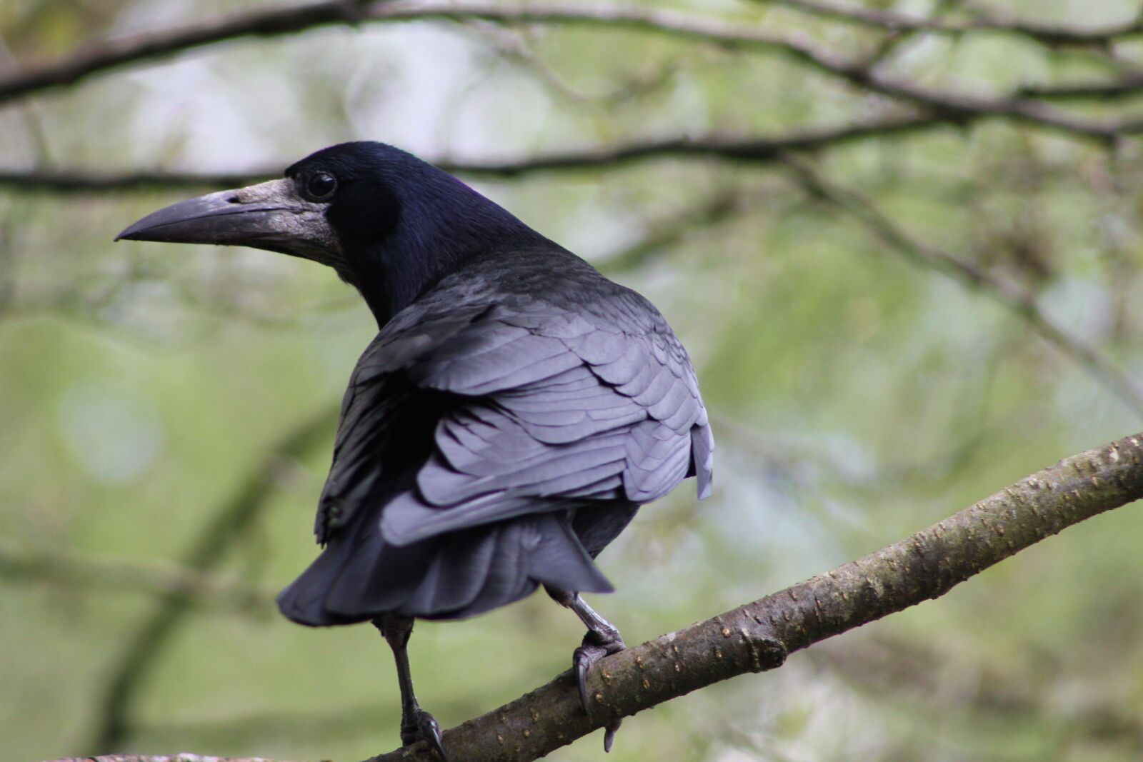 Canon EOS 550D (EOS Rebel T2i / EOS Kiss X4) sample photo. Bird, rook, beak photography