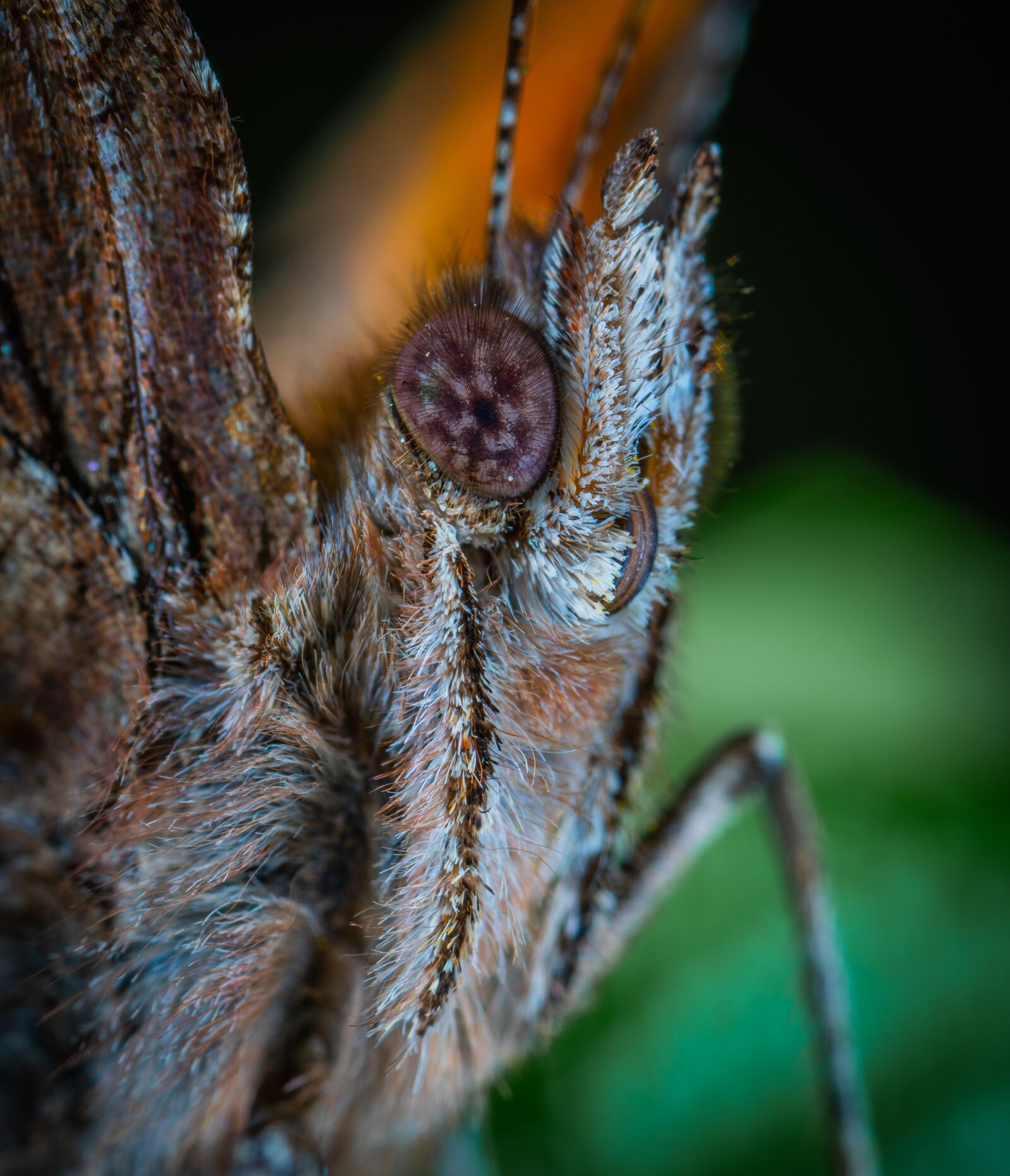 #124 65/2.8 sample photo. Butterfly, lepidoptera, macro photography
