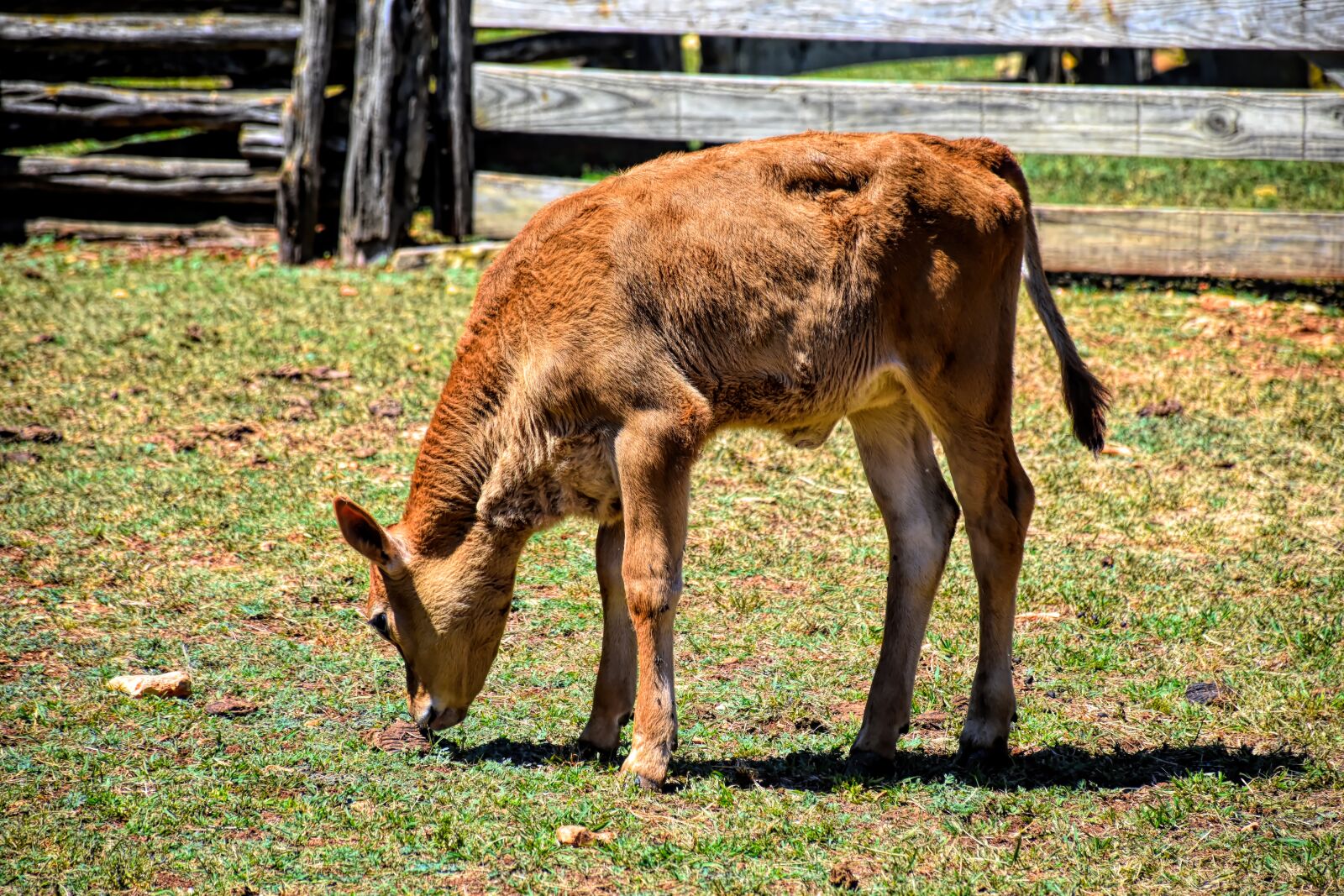 Nikon D5500 sample photo. Calf, farm, cow photography