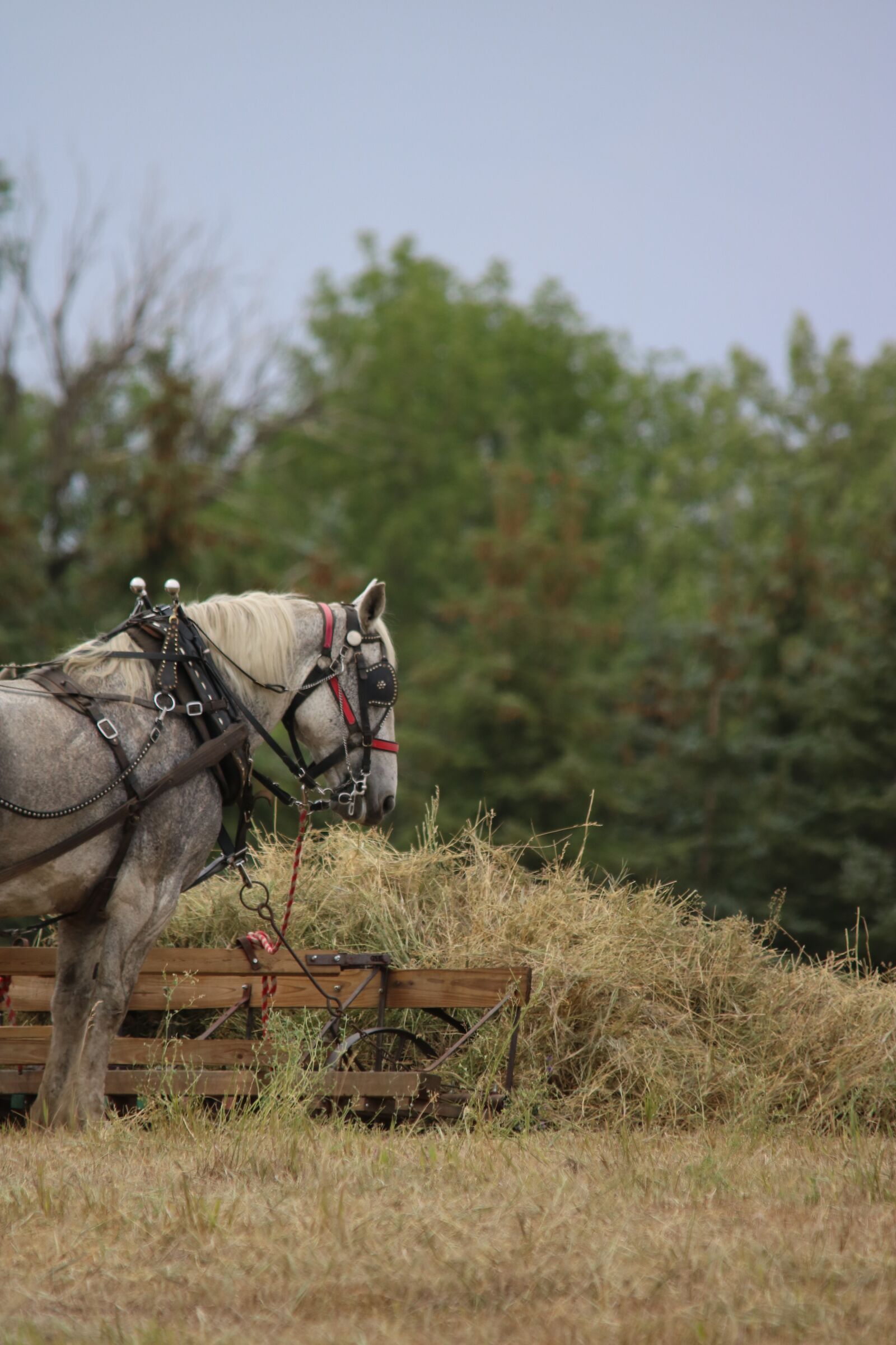 Canon EOS 750D (EOS Rebel T6i / EOS Kiss X8i) sample photo. Percheron, hay, standing photography