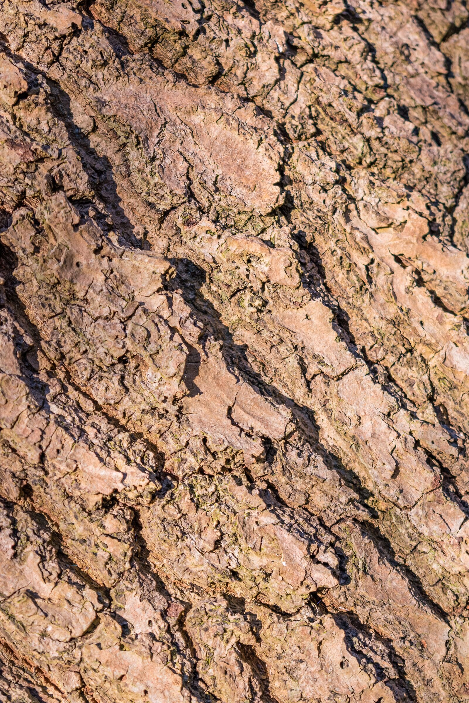 Nikon D5500 sample photo. Wood, forest, bark photography