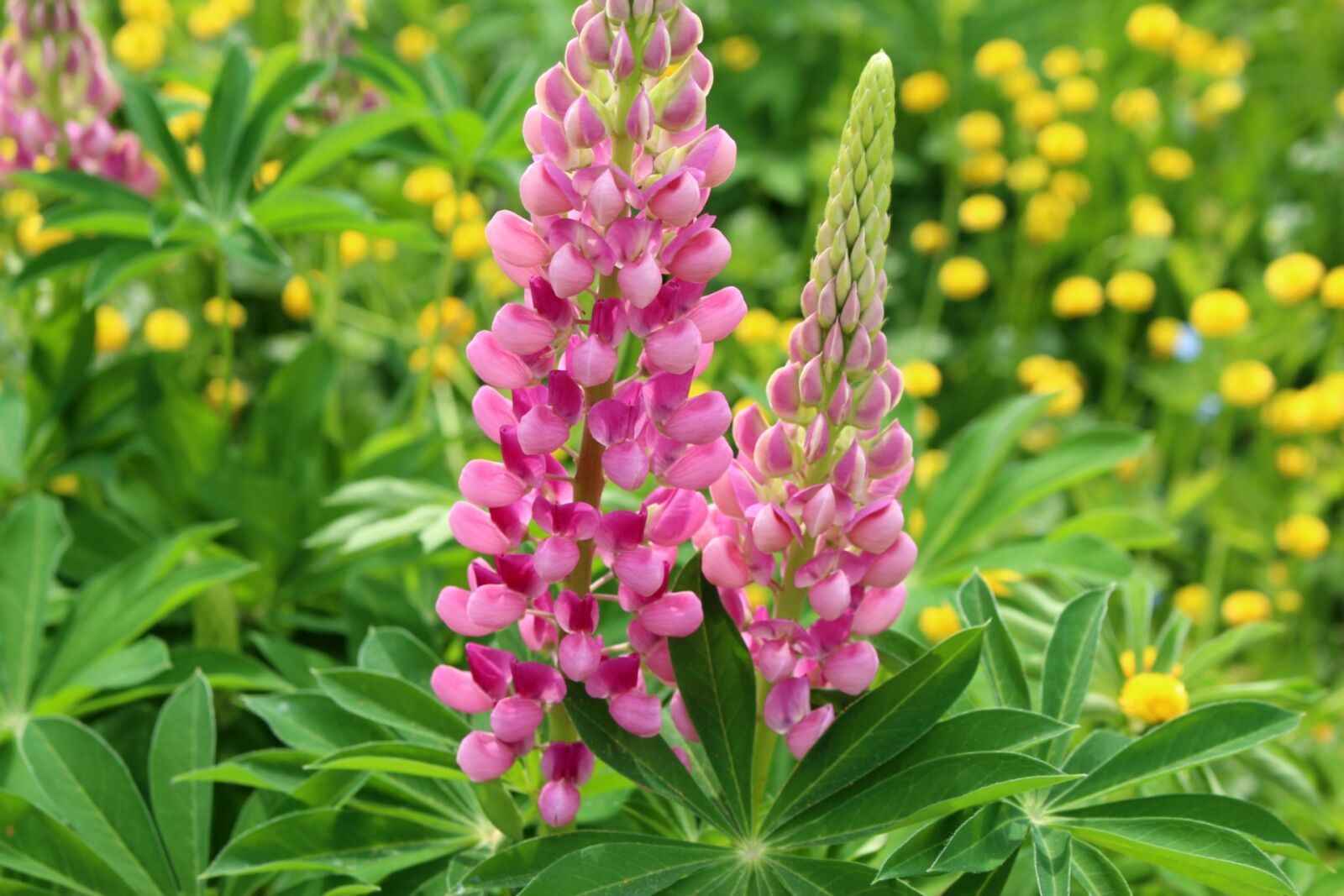 Canon EOS 700D (EOS Rebel T5i / EOS Kiss X7i) sample photo. Flora, plants, lupine photography