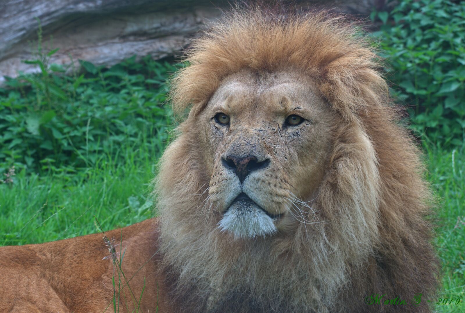 Nikon D3400 sample photo. Lion, zoo, nature photography