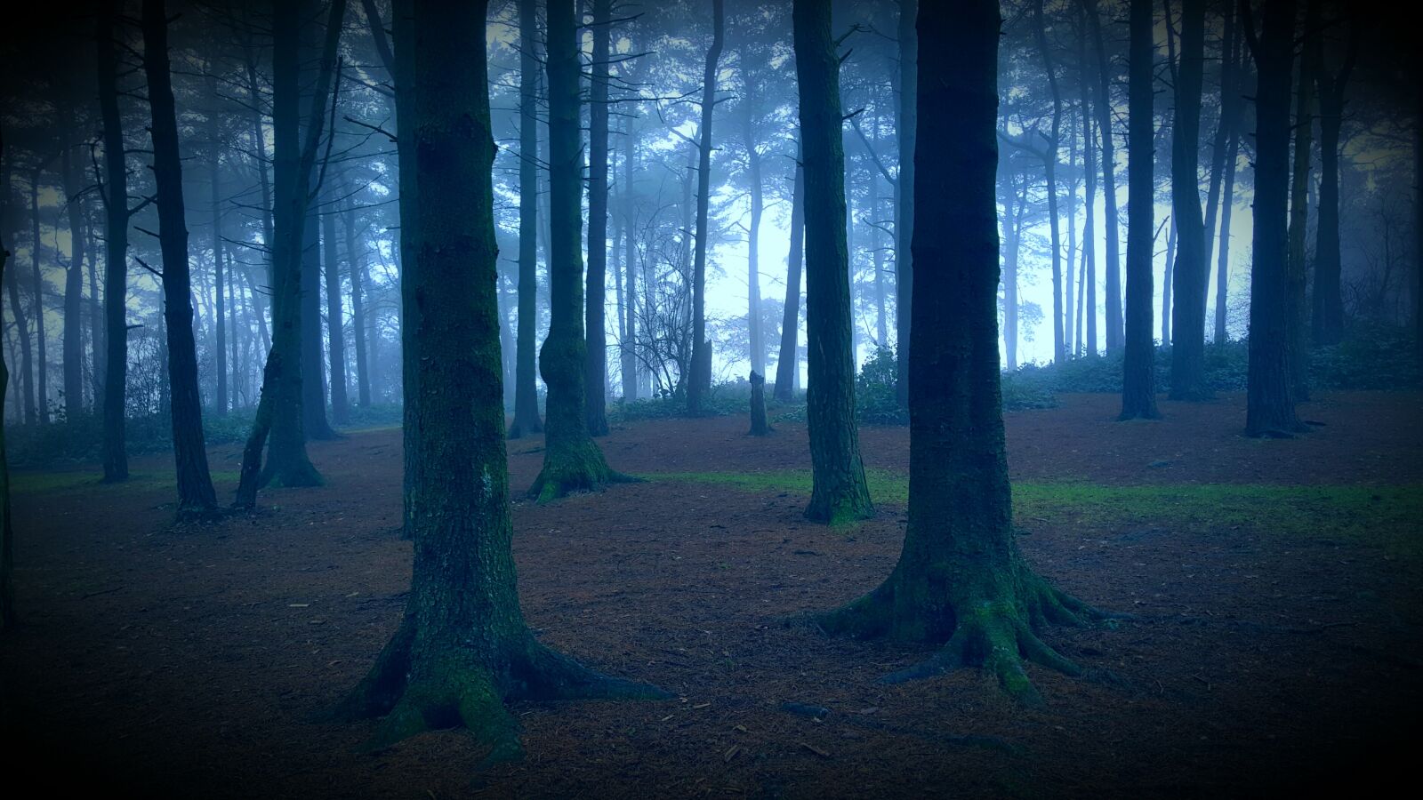 Samsung Galaxy S6 sample photo. Spooky, forest, haunted photography