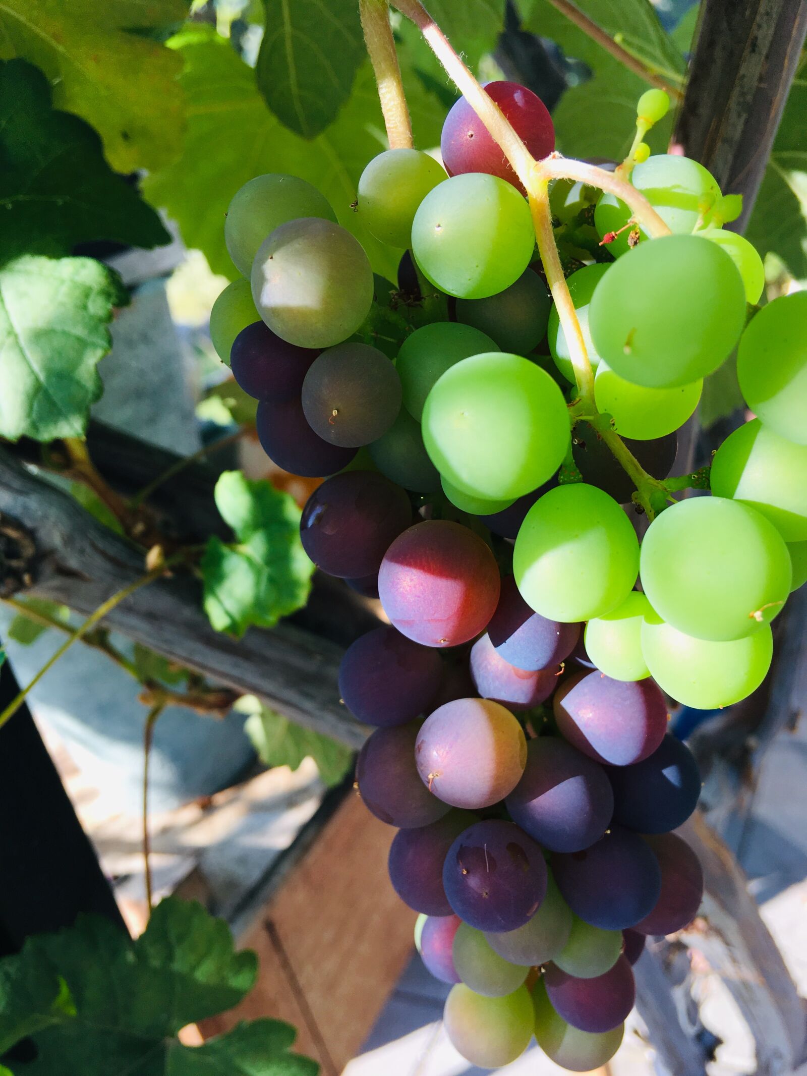 iPhone SE back camera 4.15mm f/2.2 sample photo. Greens, raisins, fruit photography