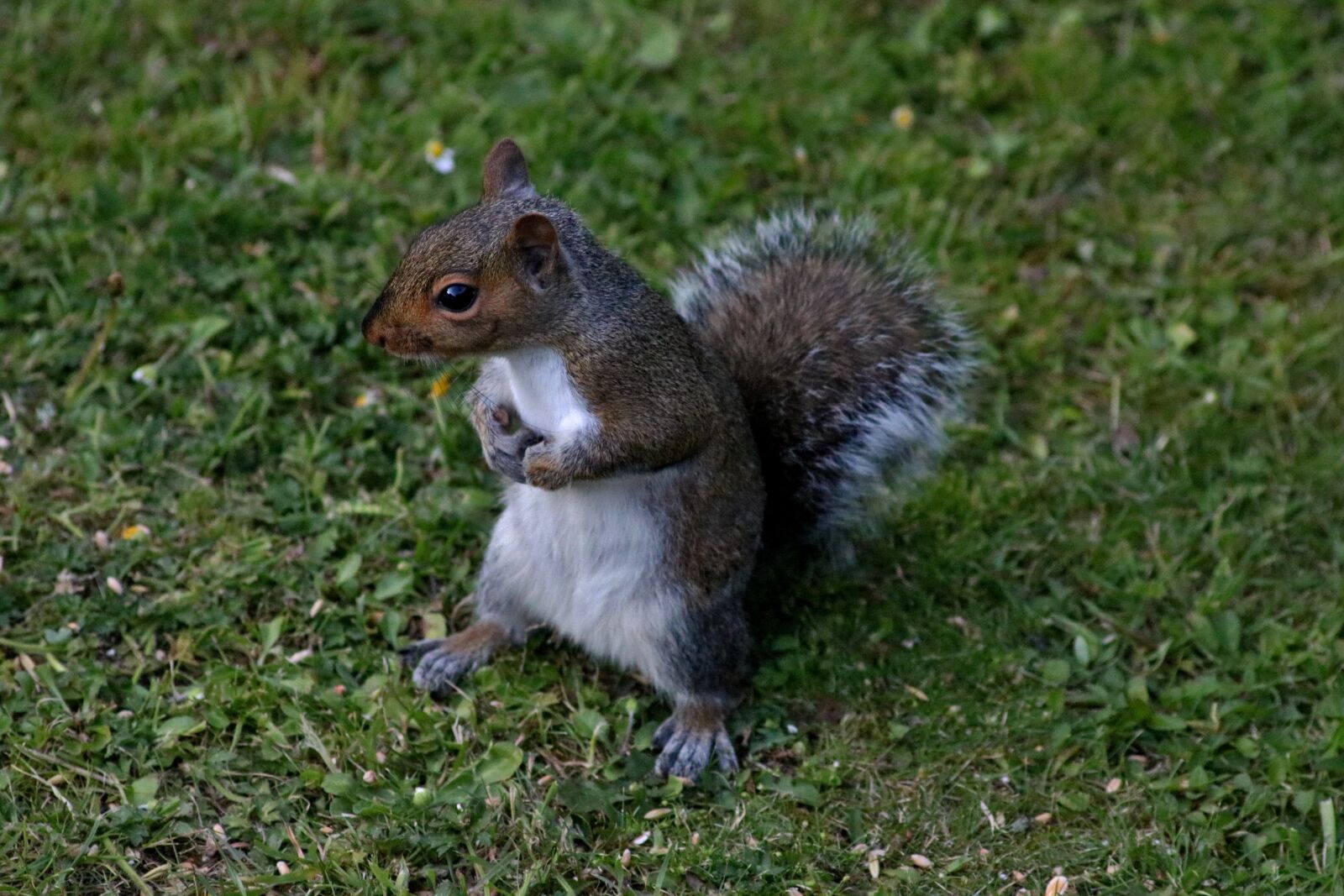 Canon EOS 750D (EOS Rebel T6i / EOS Kiss X8i) sample photo. Squirrel, animal, rodent photography