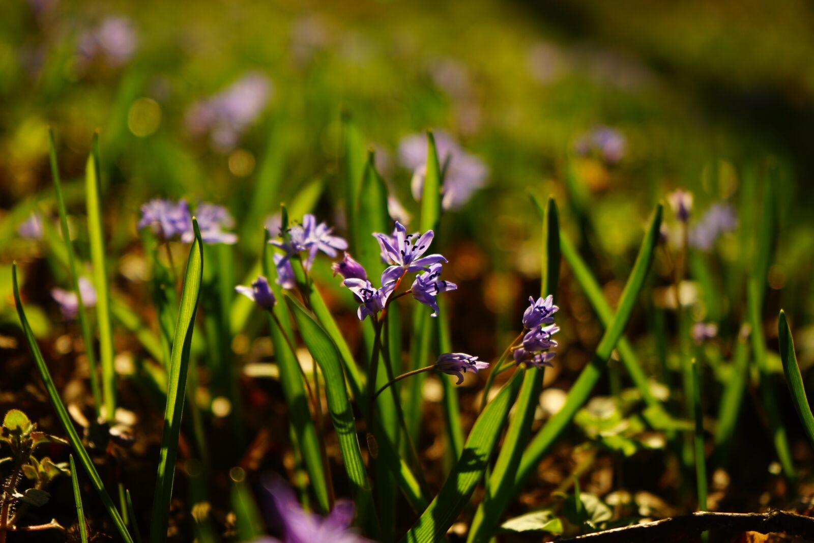Sony a7 sample photo. Blue star, scilla, blossom photography