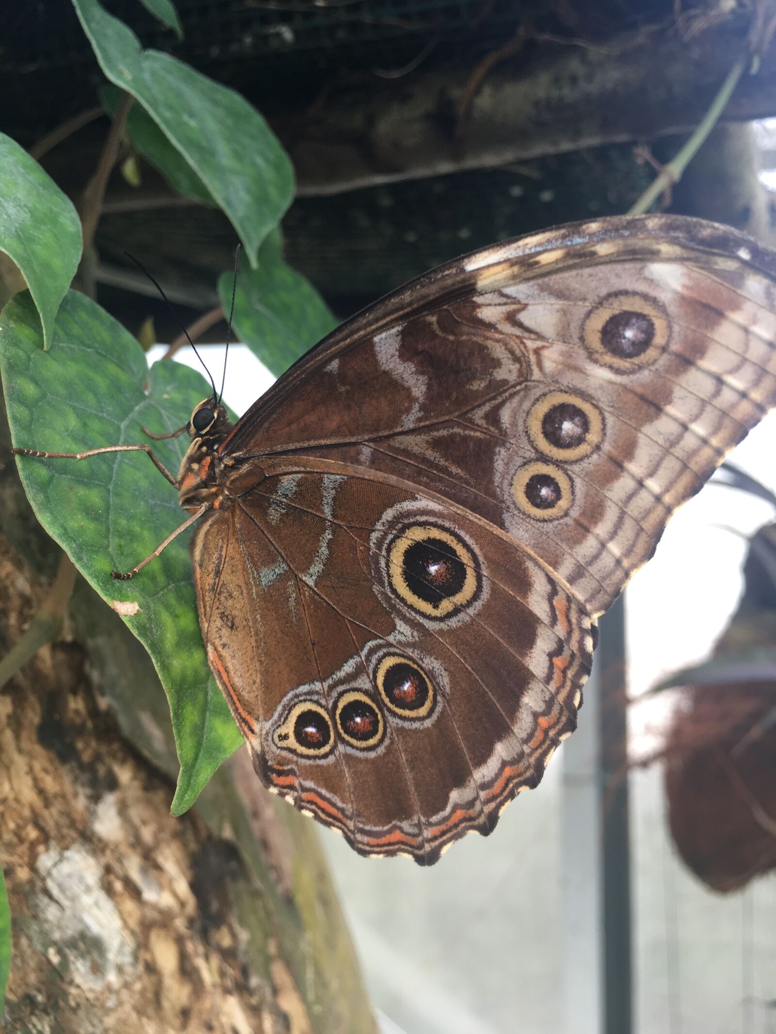 Apple iPhone 6s sample photo. Butterfly, nature, environment photography