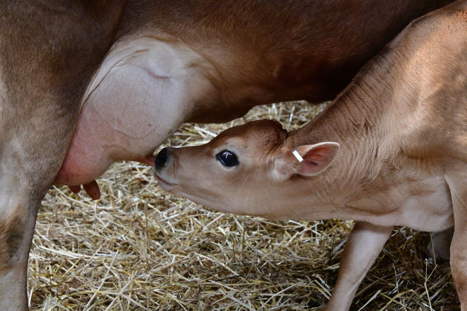 Nikon D850 sample photo. Cow, calf, feeding photography