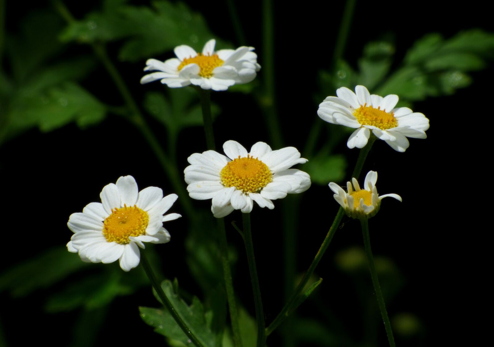 Panasonic Lumix DMC-FZ70 sample photo. Flower, white flower, spring photography