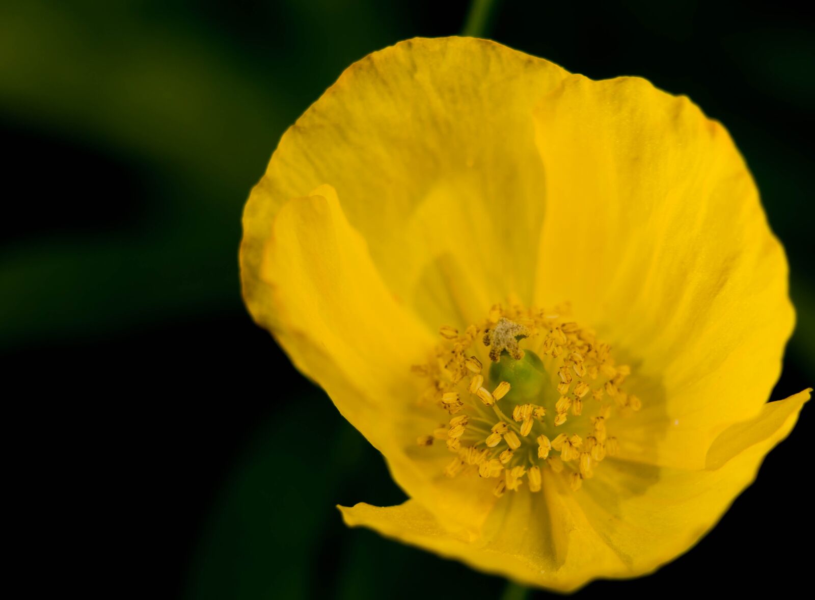 Sony a6000 sample photo. Poppy, yellow, flower photography