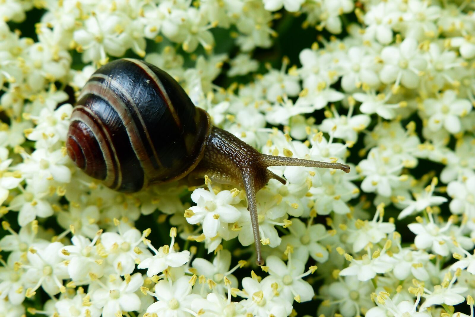 Panasonic Lumix DMC-FZ200 sample photo. Animals, invertebrates, molluscs photography