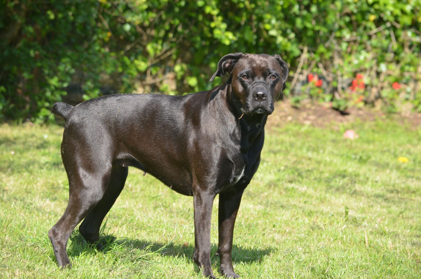 Nikon D5100 sample photo. Dog, mammal, animal photography