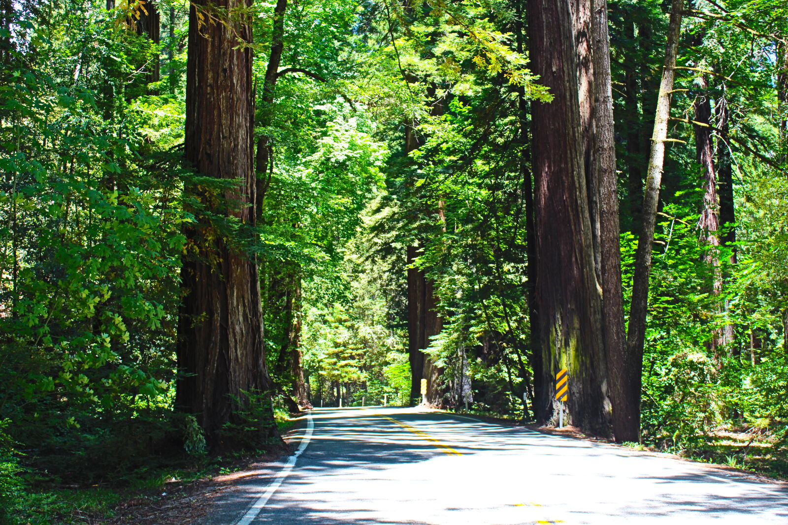 Canon EOS 650D (EOS Rebel T4i / EOS Kiss X6i) sample photo. Forest, greenery, national, park photography