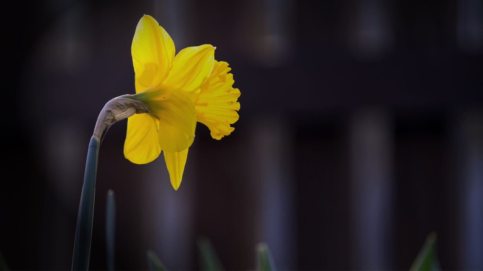 Sony a7 II sample photo. Spring, spring flowers, yellow photography