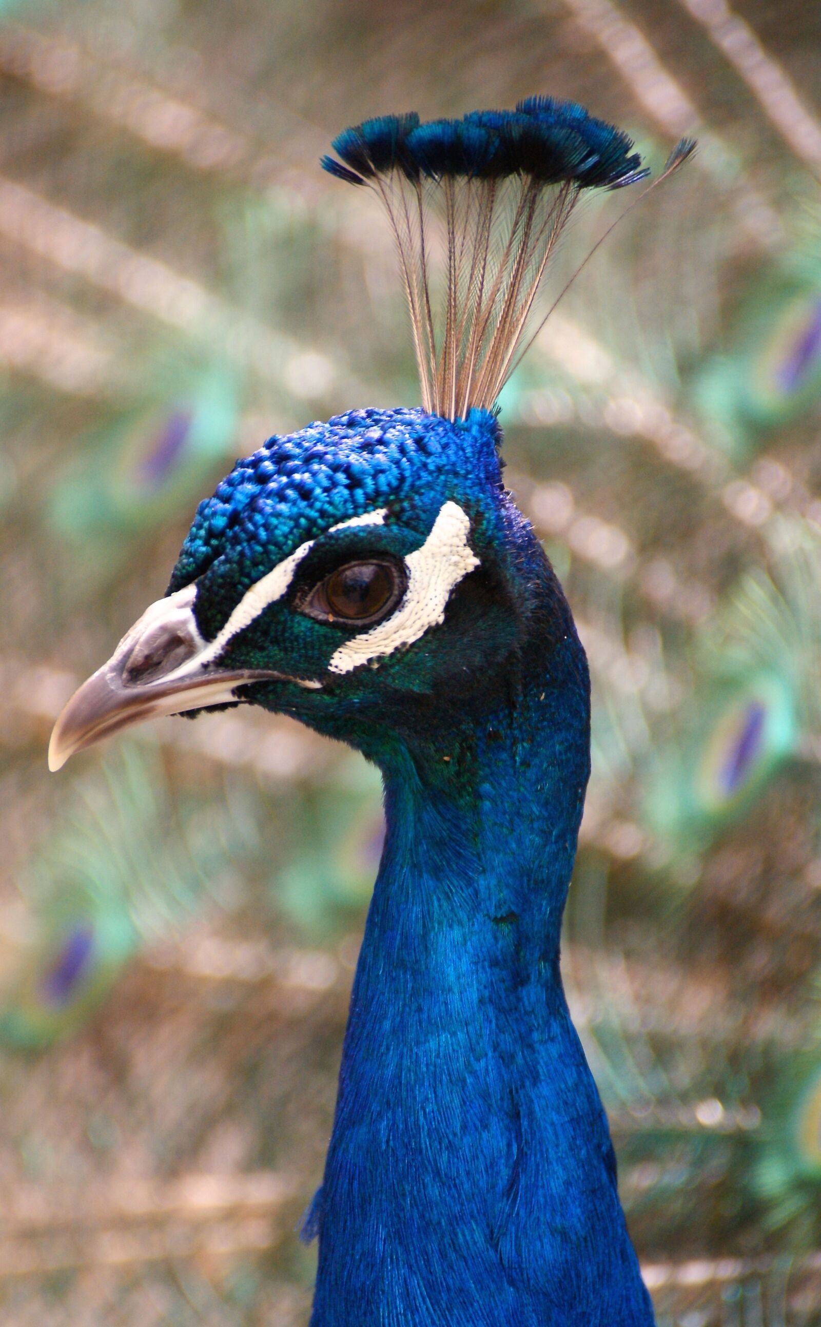 Sony Alpha DSLR-A350 sample photo. Peacock, bird, feather photography