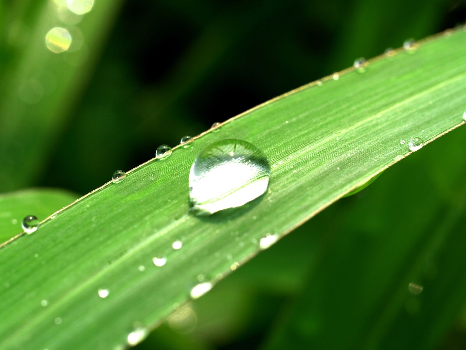 Olympus E-300 (EVOLT E-300) sample photo. Water, drops, leaf photography