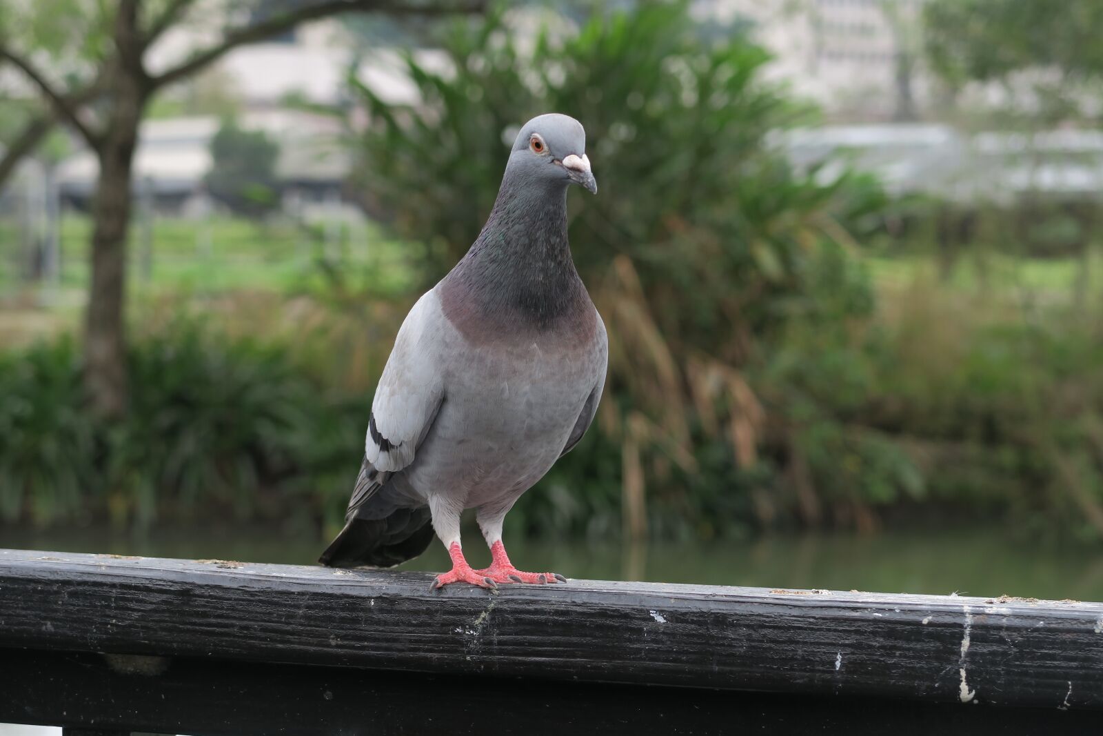 Canon PowerShot G7 X sample photo. Bird, nature, animal photography