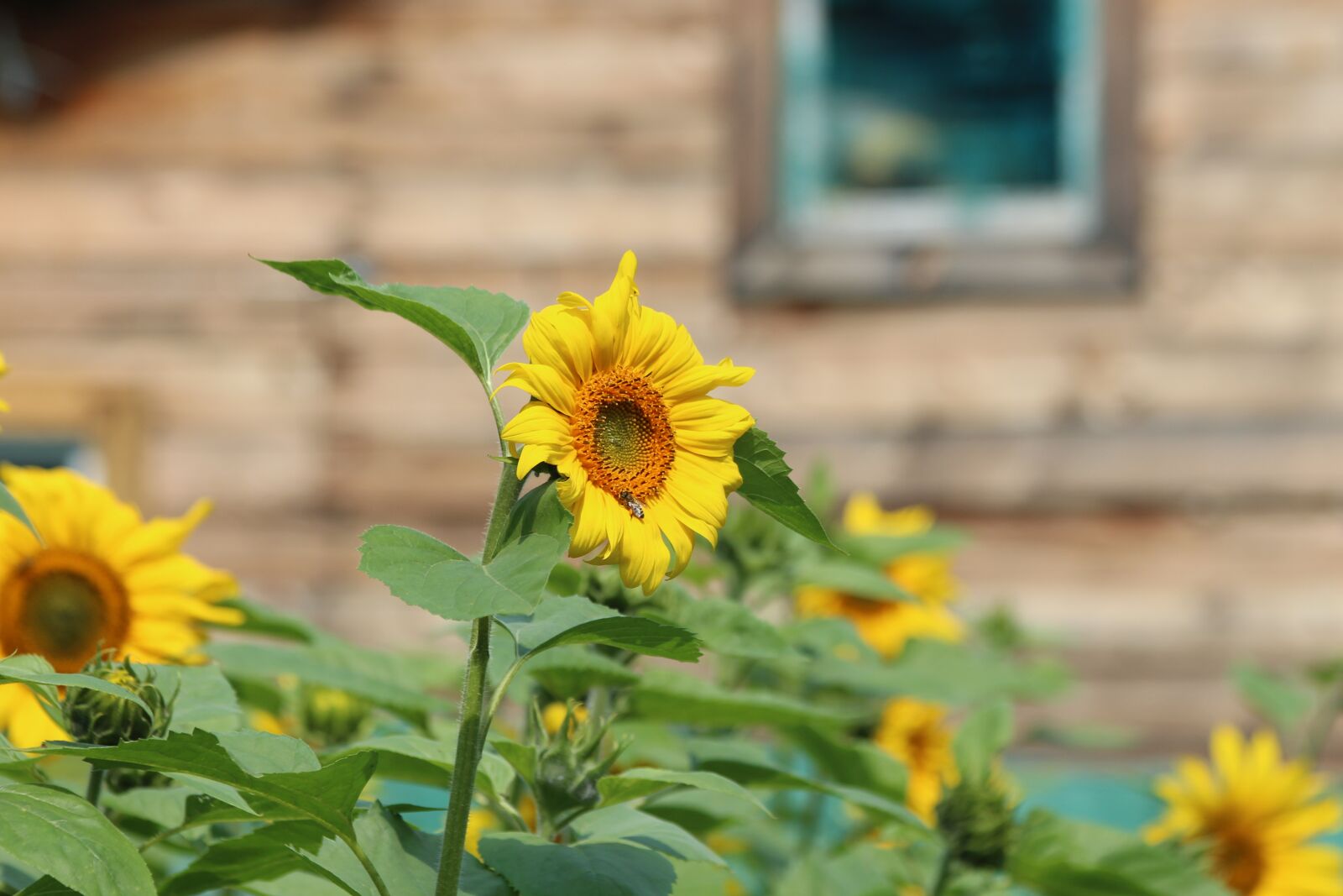 Canon EOS 650D (EOS Rebel T4i / EOS Kiss X6i) sample photo. Sunflower, sunflowers, plant photography