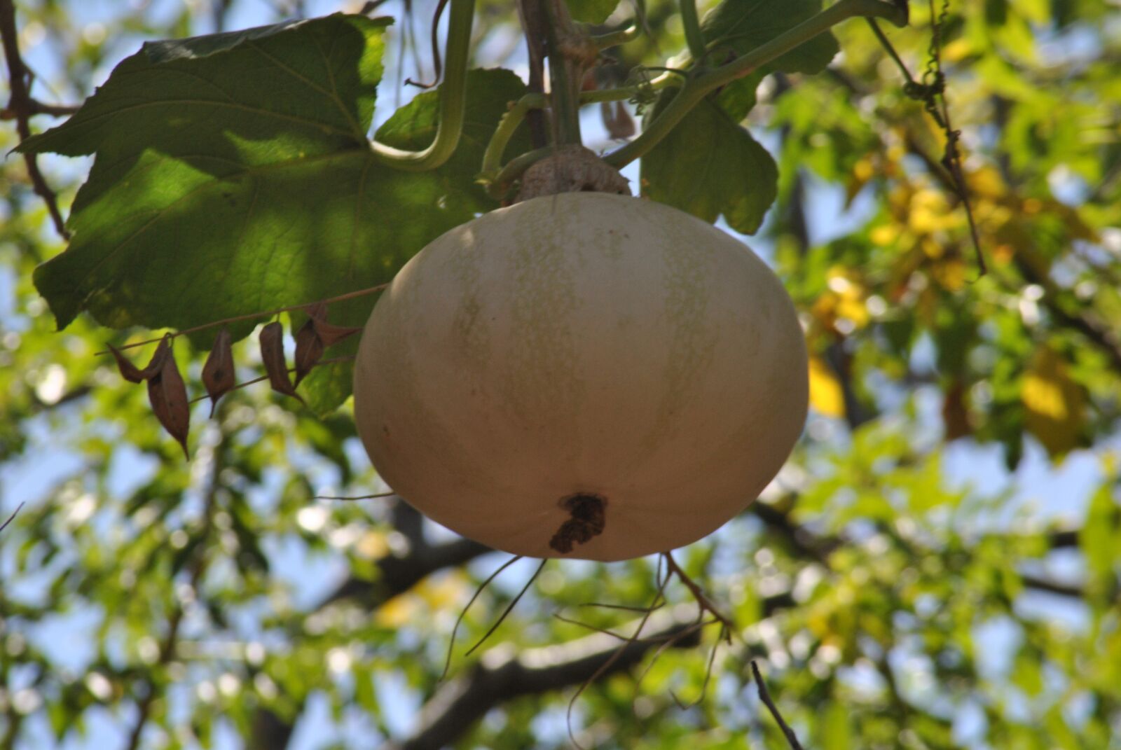 Nikon D3000 sample photo. Pumpkin, flora, nature photography