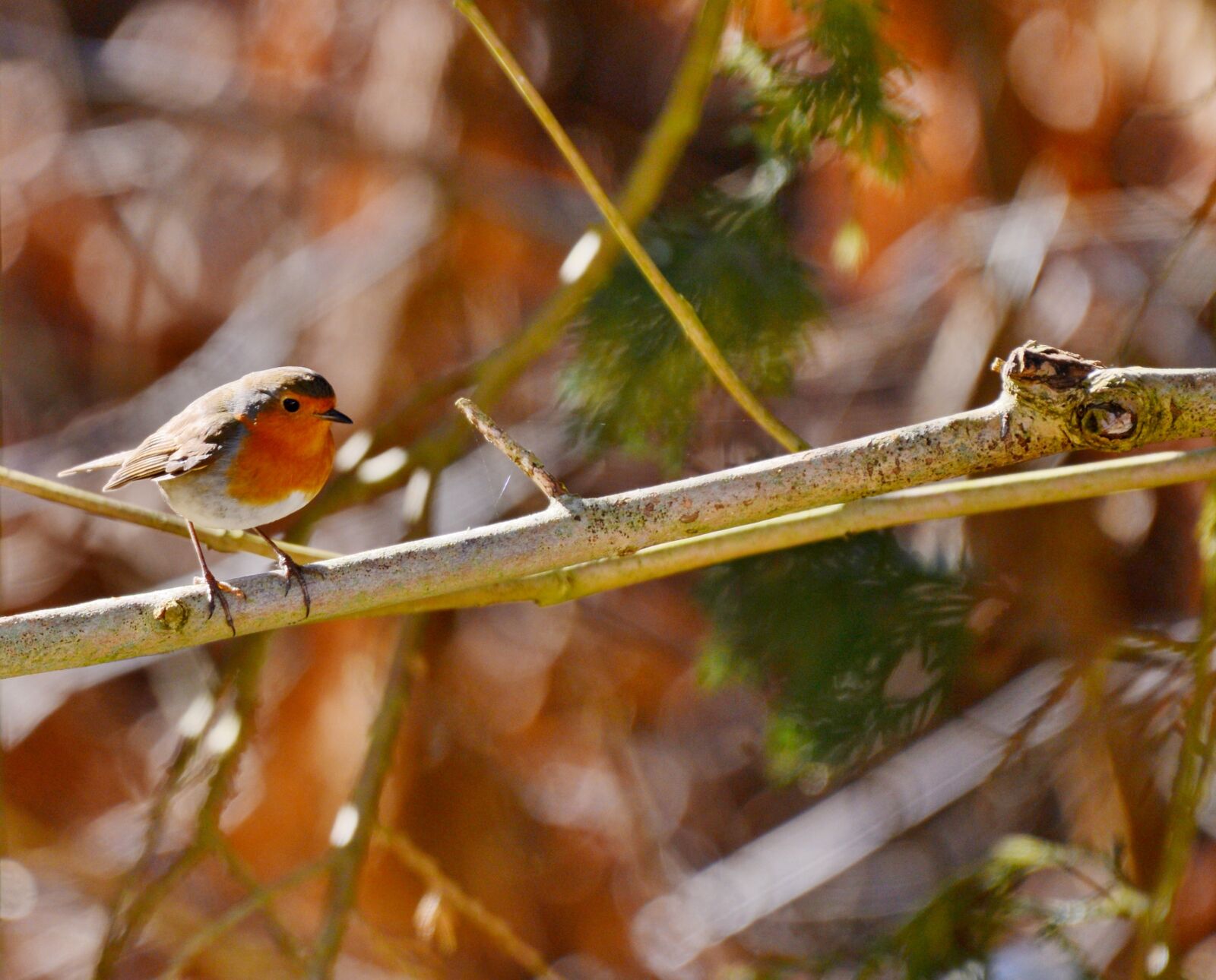 Nikon D600 sample photo. Robin, bird, nature photography