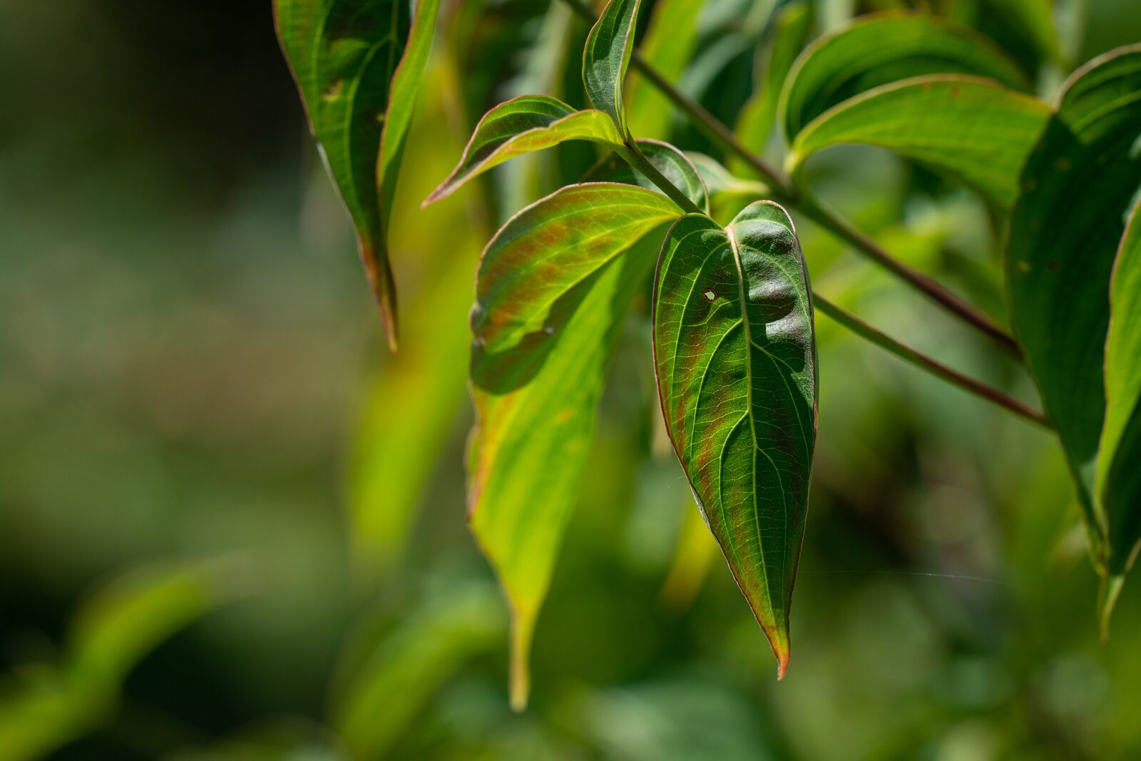 Nikon D7100 sample photo. Leaves, green, tree photography