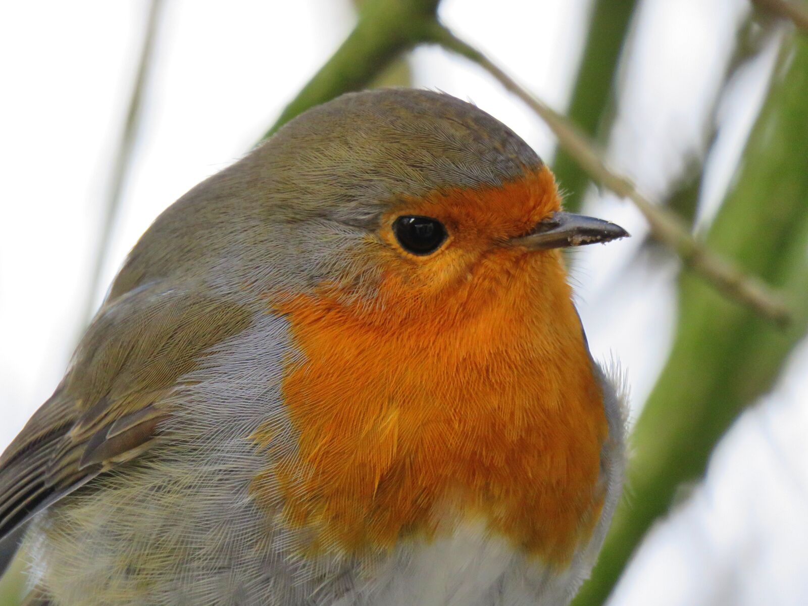 Canon PowerShot SX60 HS sample photo. Robin, portrait, close up photography