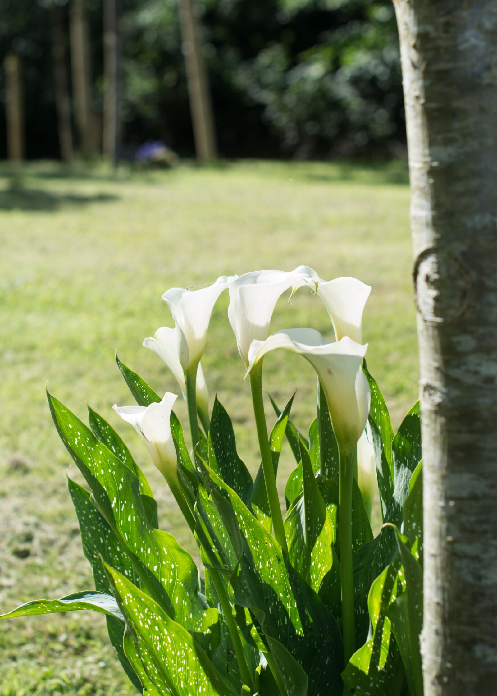 Nikon D7100 sample photo. Flower, tree, nature photography