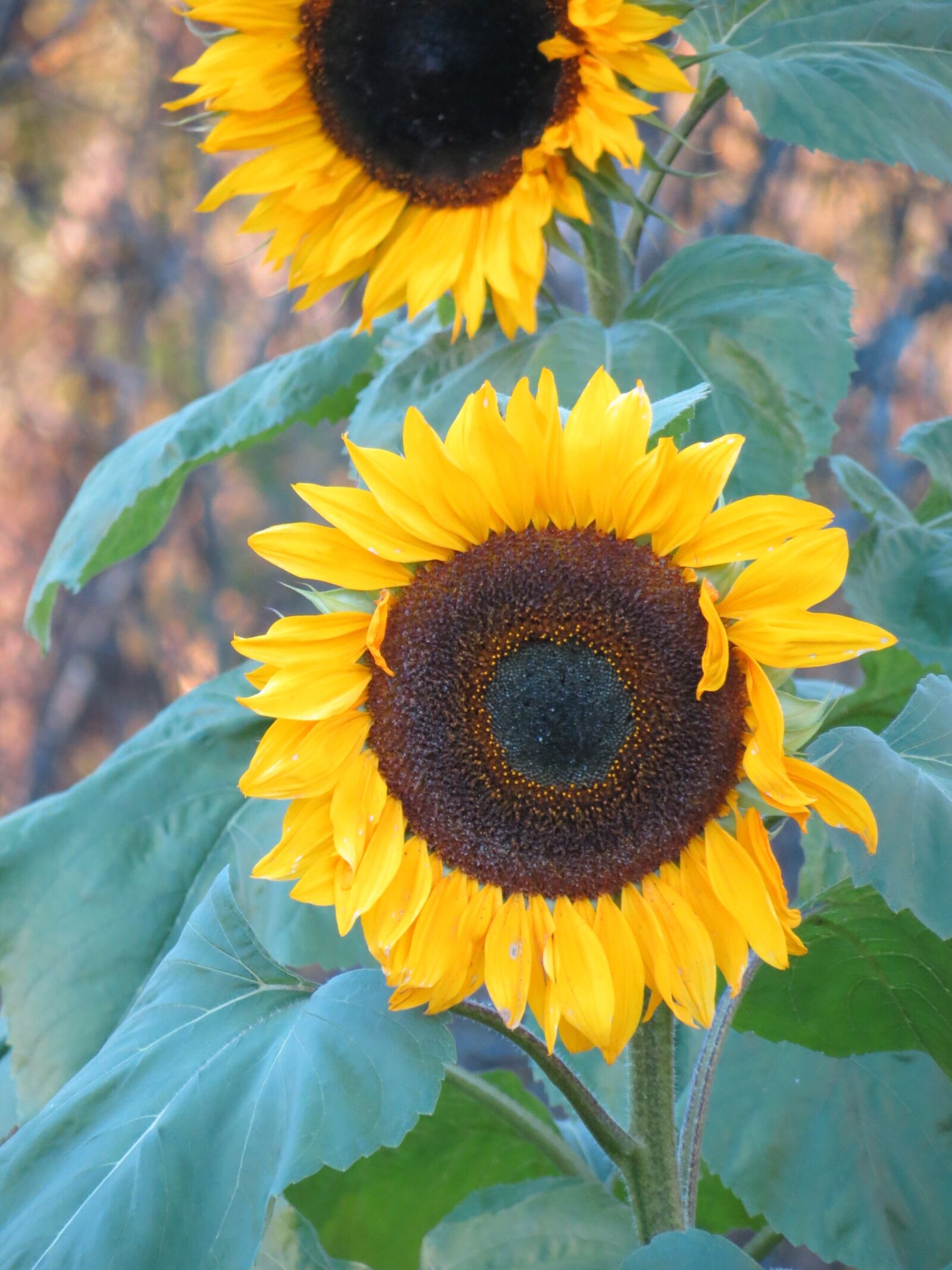 Canon PowerShot SX40 HS sample photo. Sunflower, flower, yellow photography